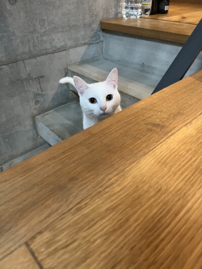 mix猫ちゃん達のカウンセリング🎶