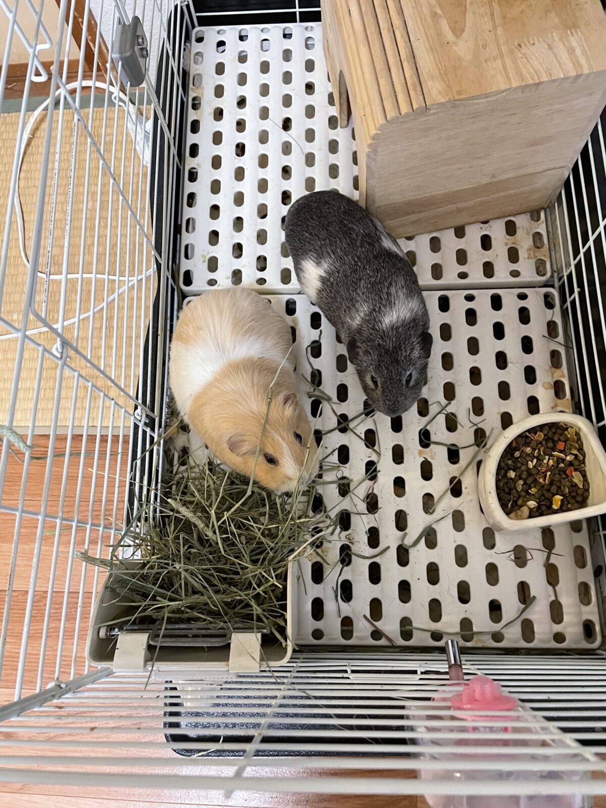 ペットシッター