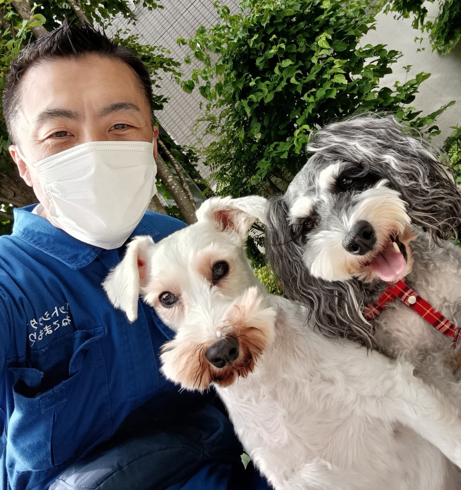 中野区 お得意様 とっても仲良し ミニチュアシュナウザーちゃん お世話レポート🐶