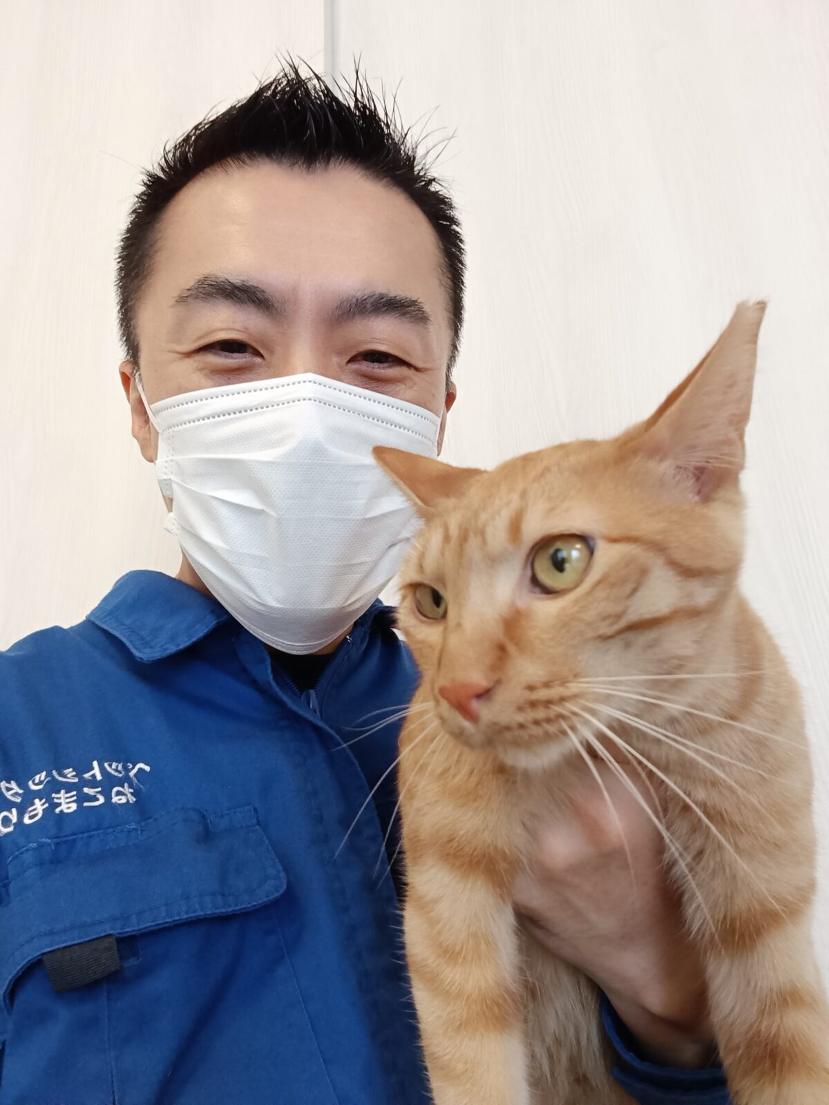 渋谷区 ご新規様 間もなく1歳 元気な茶トラくん お世話レポート🐈