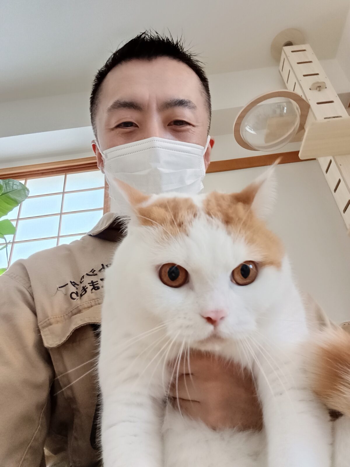 新宿区 お得意様 プニュプニュ スコティッシュホールドくん お世話レポート🐈