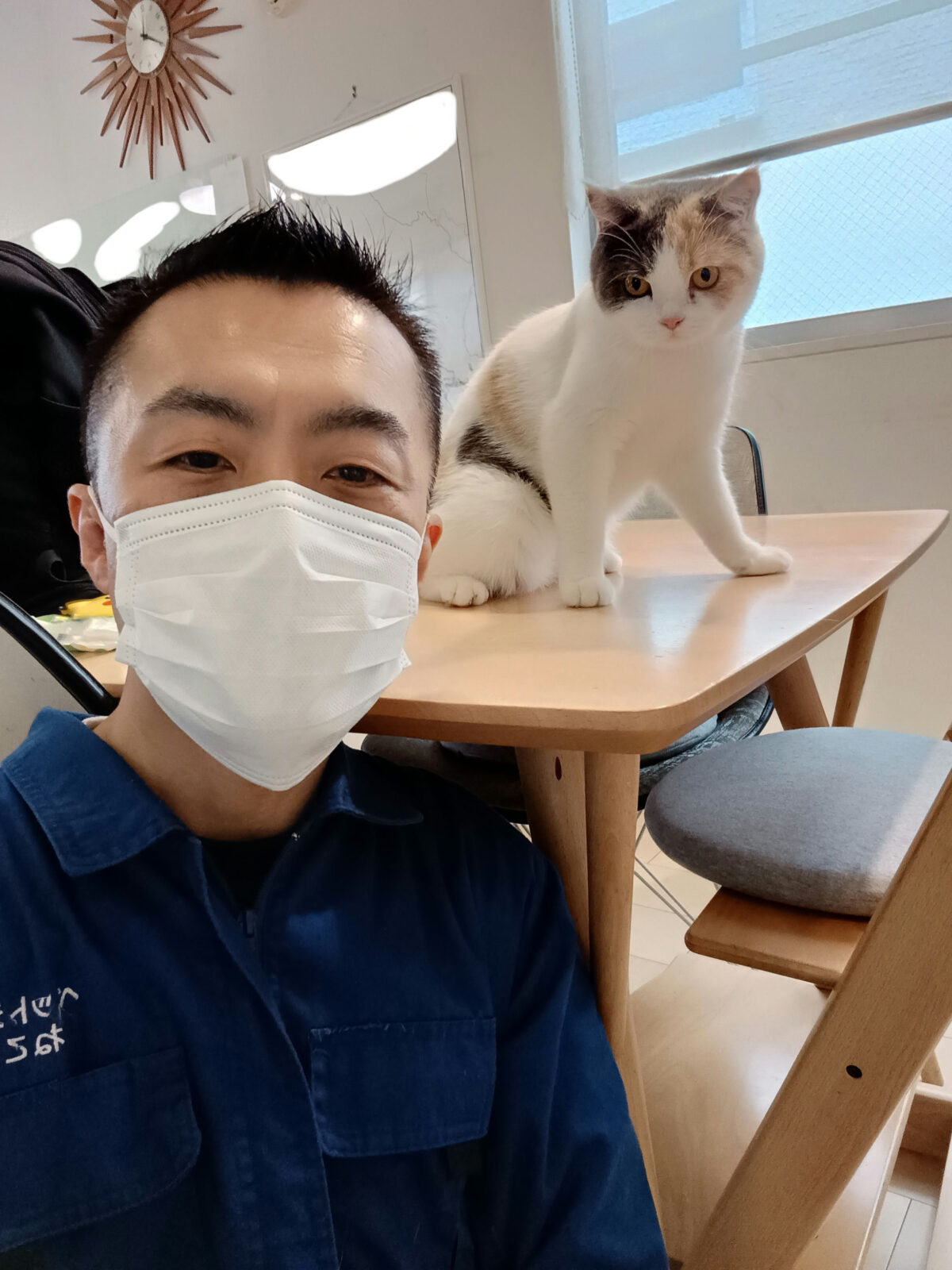 新宿区 お得意様 おてんば ブリティッシュショートヘアちゃん お世話レポート🐈