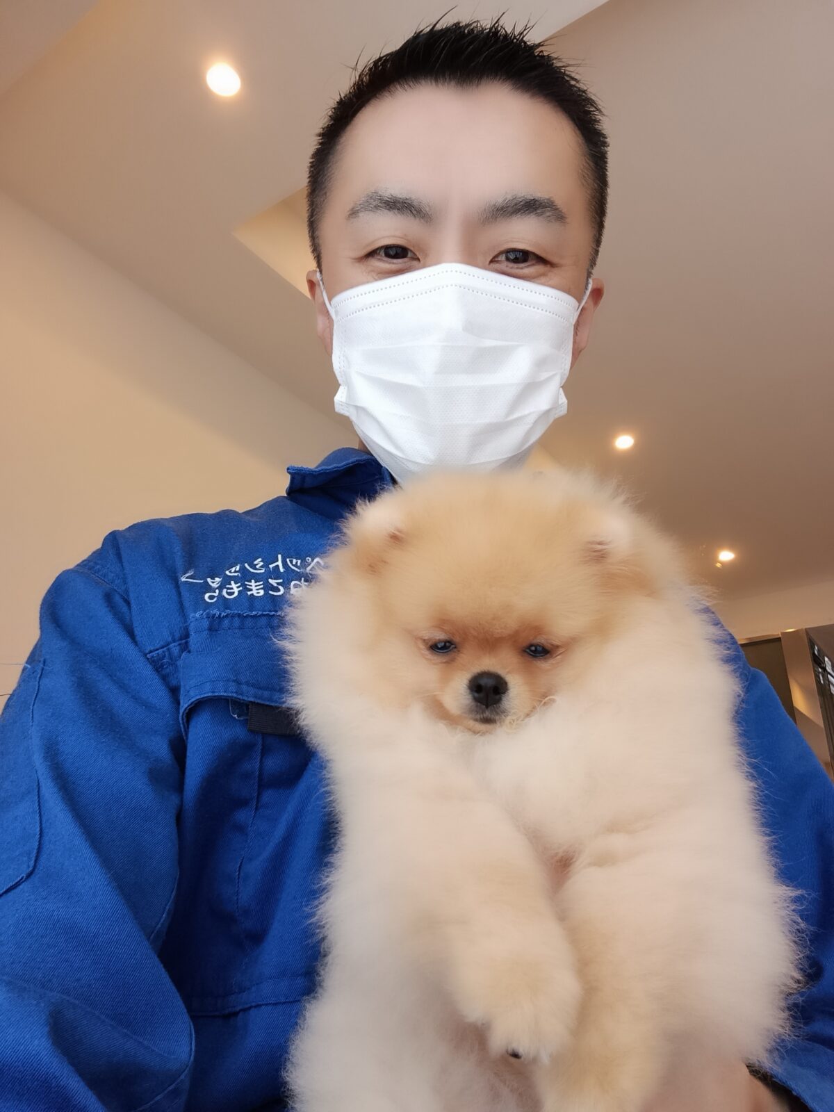 新宿区 お得意様 元気いっぱい子犬のポメちゃん お世話レポート🐶