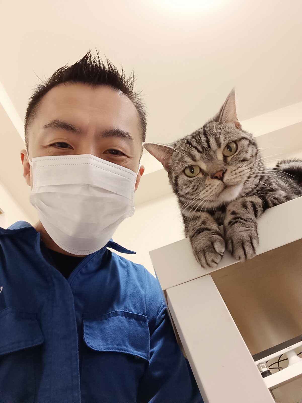 新宿区 お得意様 ブラッシング大好き〜ツヤツヤ アメリカンショートヘアちゃん お世話レポート🐈