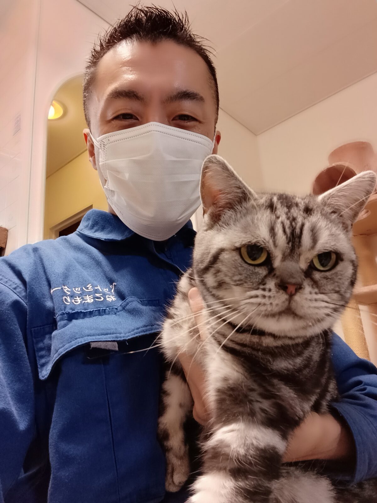 中野区 ご新規様 いっつも眠そうなお顔が可愛いぺろぺろアメショーエキゾチックMixくん&三毛猫ちゃ〜んは何処かな〜? お世話レポート🐈