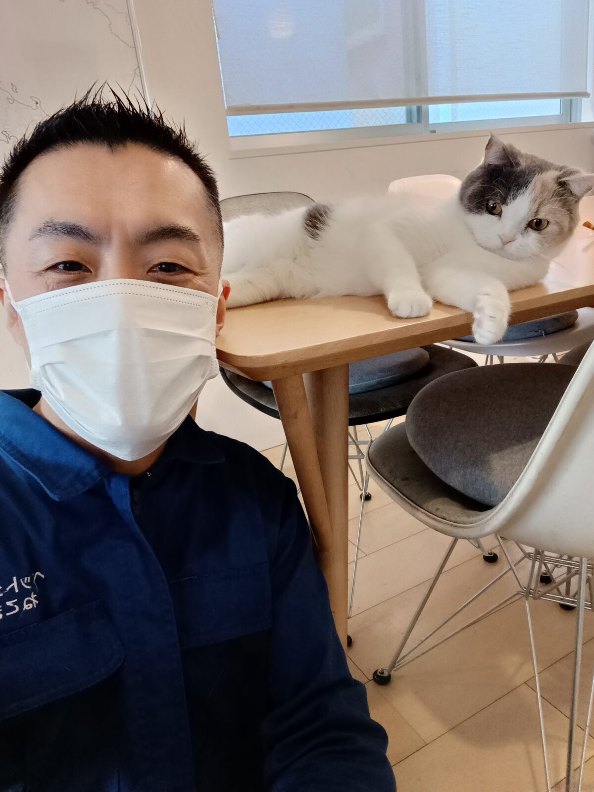 新宿区 お得意様 瞬きしてたら見れないぞ！ドリフト！電光石火！ブリティッシュショートヘアちゃん お世話レポート🐈