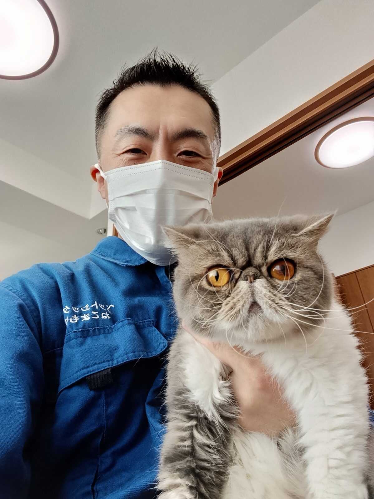 中野区 お得意様 立派なお髭のエキゾチックショートヘアくん お世話レポート🐈