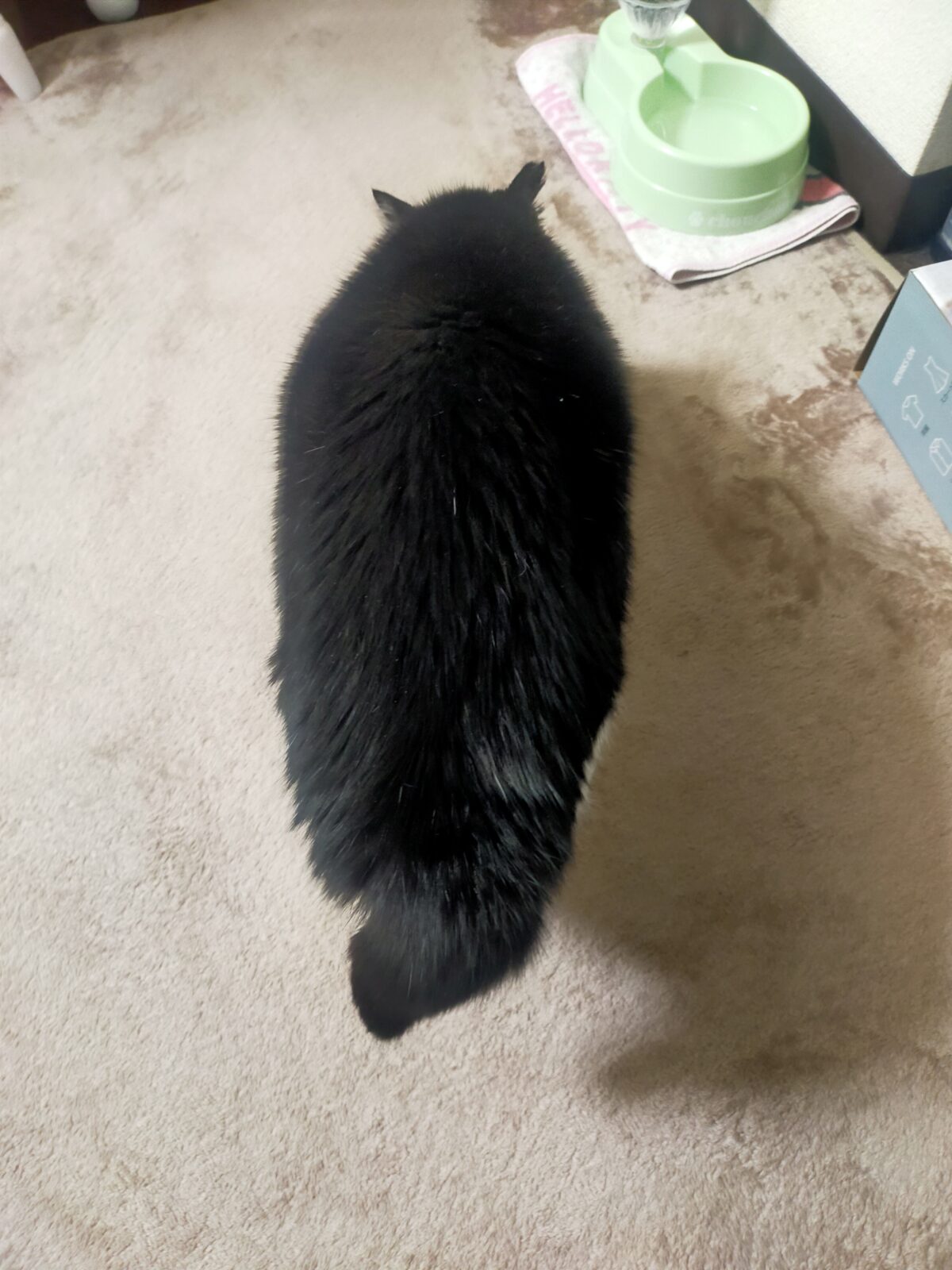 金沢区、逗子市、葉山町のペットシッターにじいろぐもです