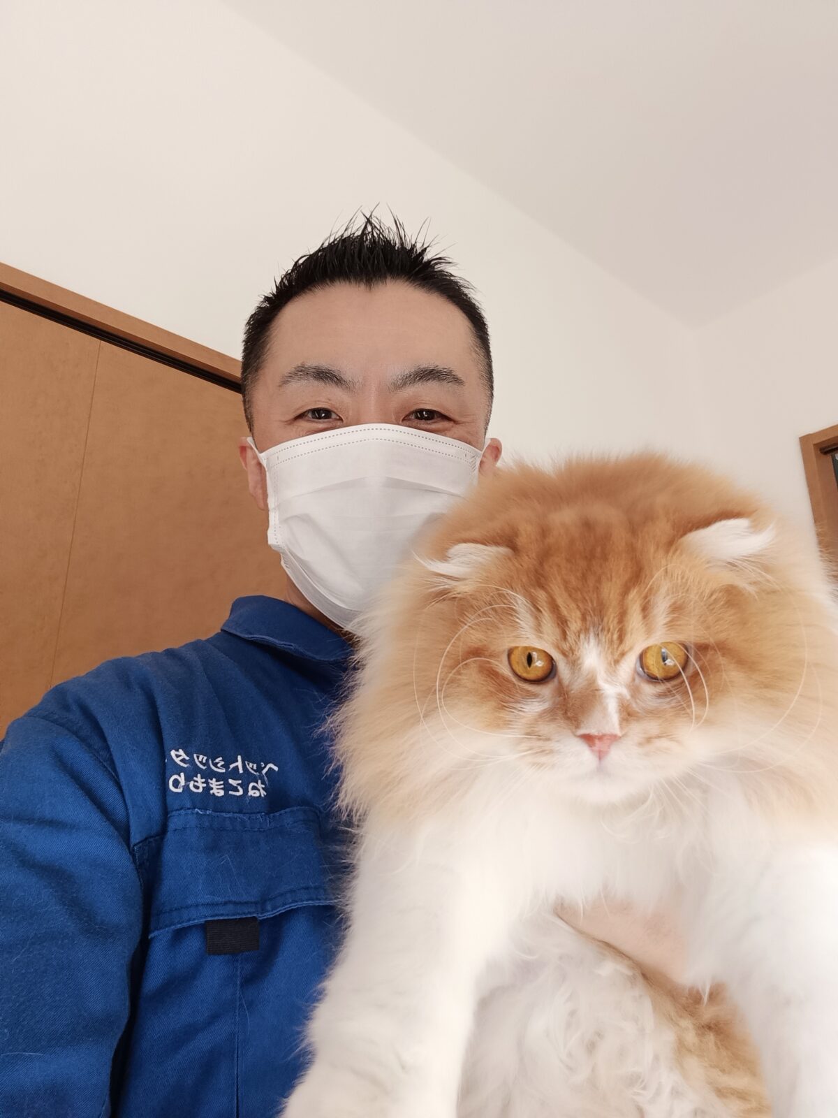 中野区 ご新規様 もふぅもふぅ〜 スコティッシュフォールドくん お世話レポート🐈