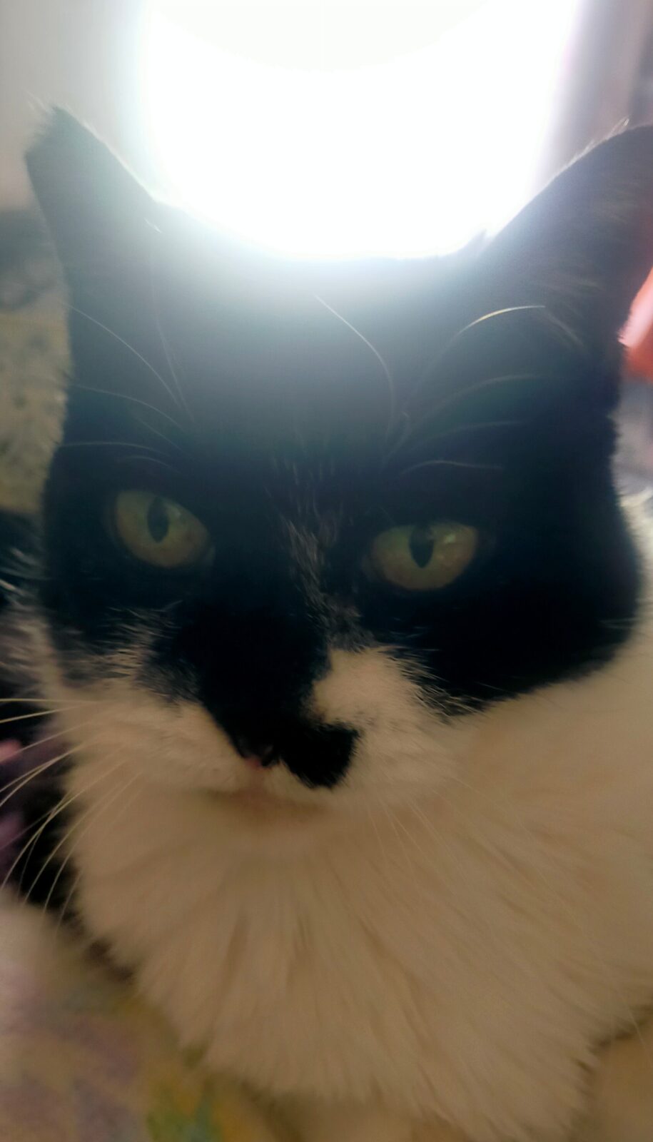 今日もネコちゃん