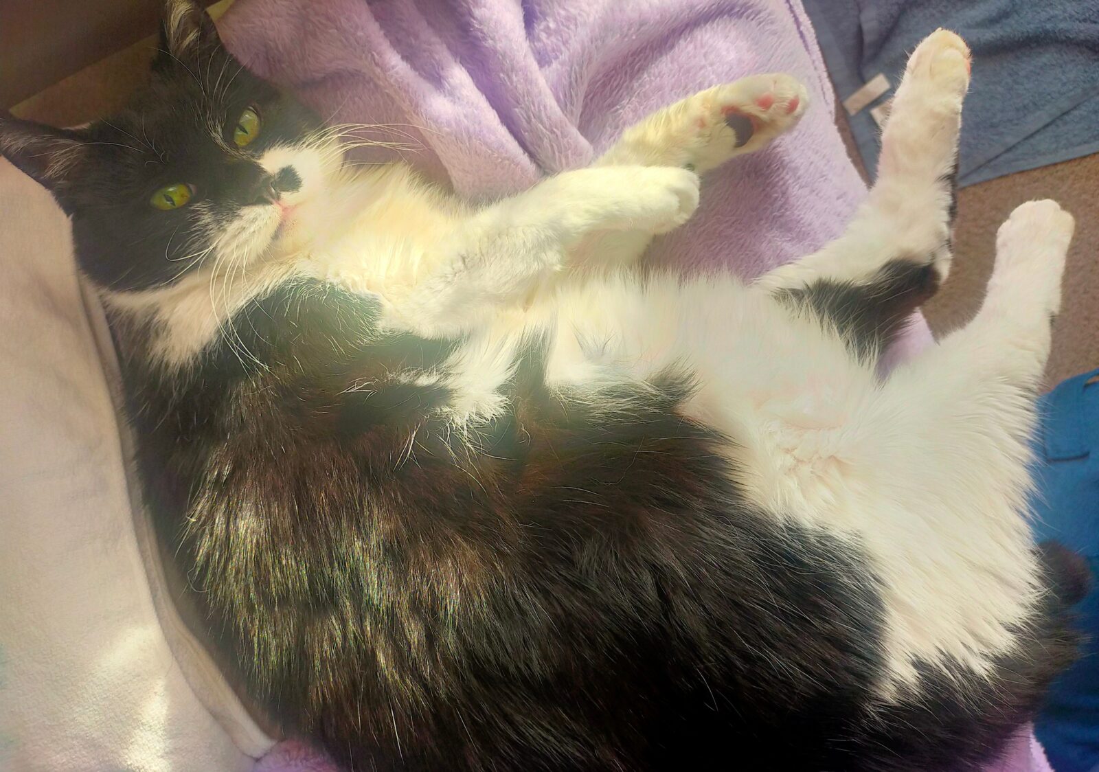 本日のうちのネコちゃん