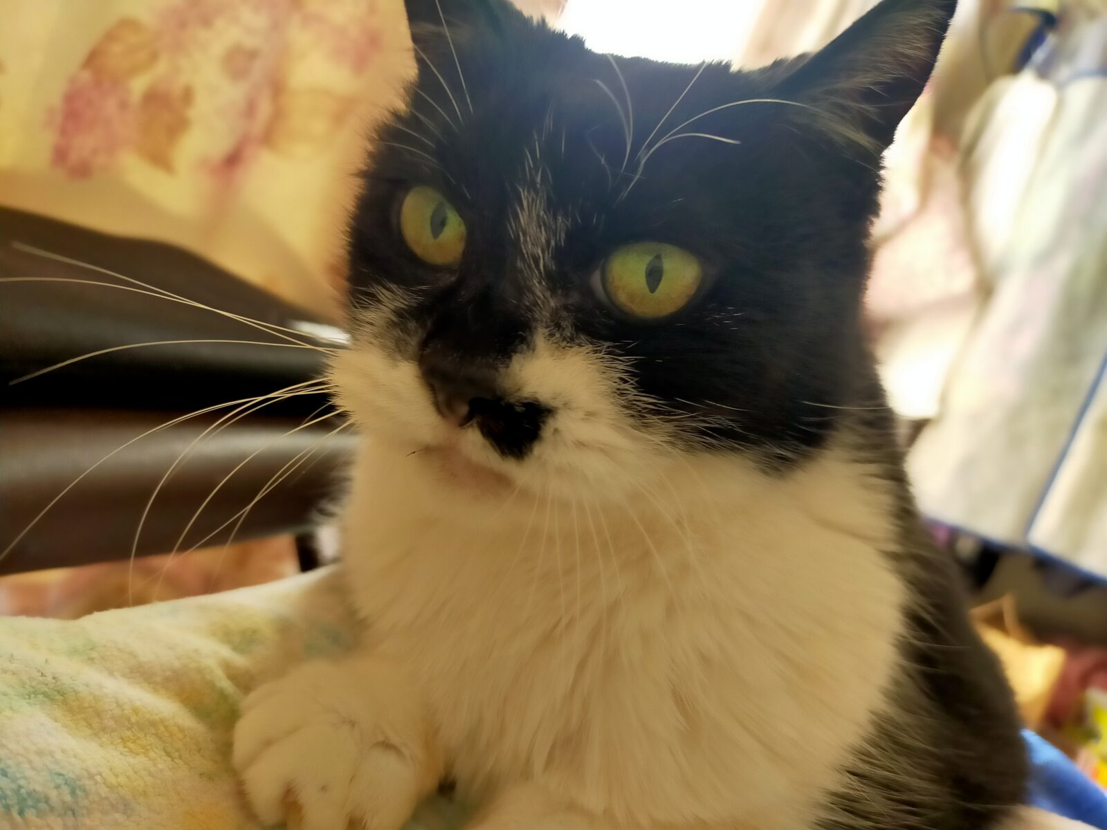 シニア猫のすすめ