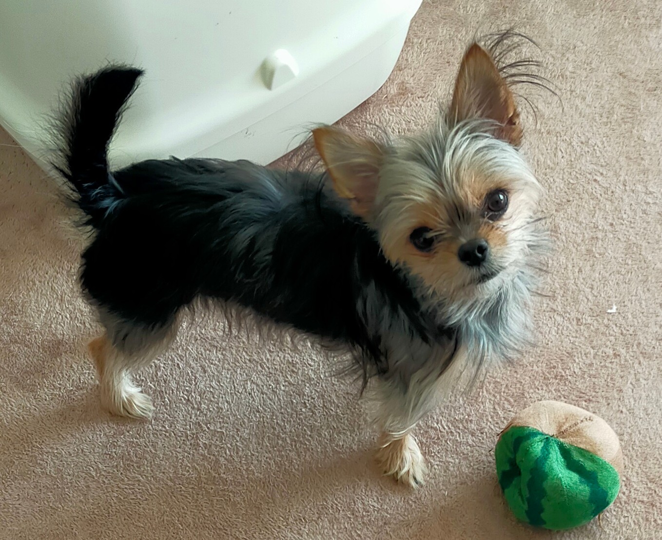 ボール取ってきて遊びは止まりません