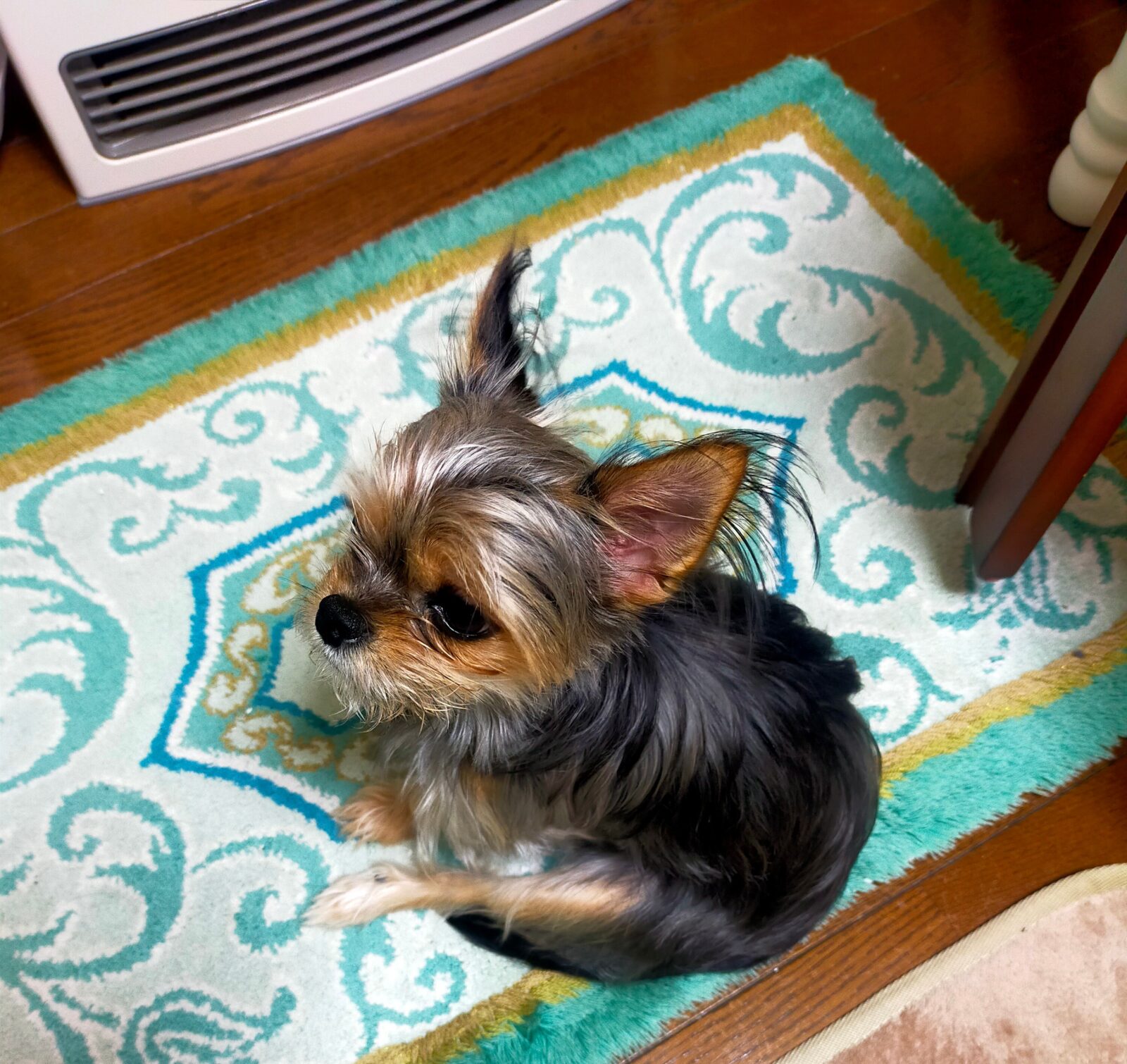 ペットさんのマッサージ