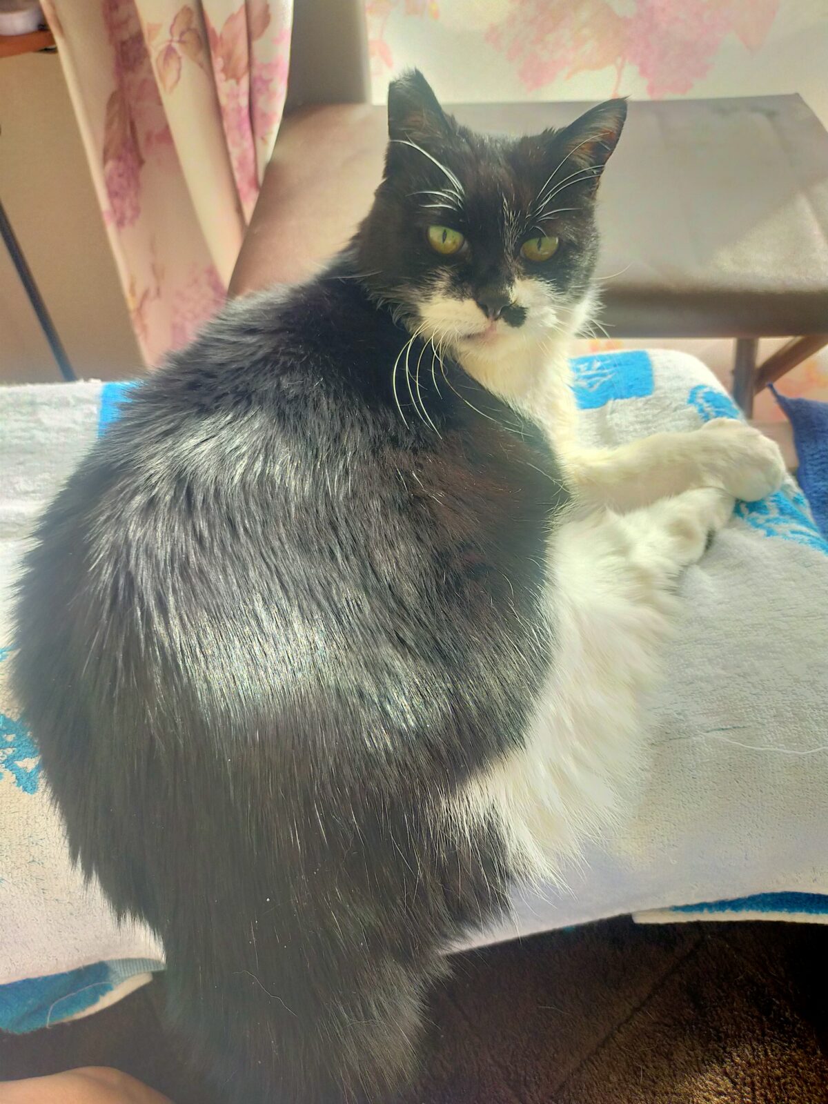 本日のプリンスオブニジイログモ