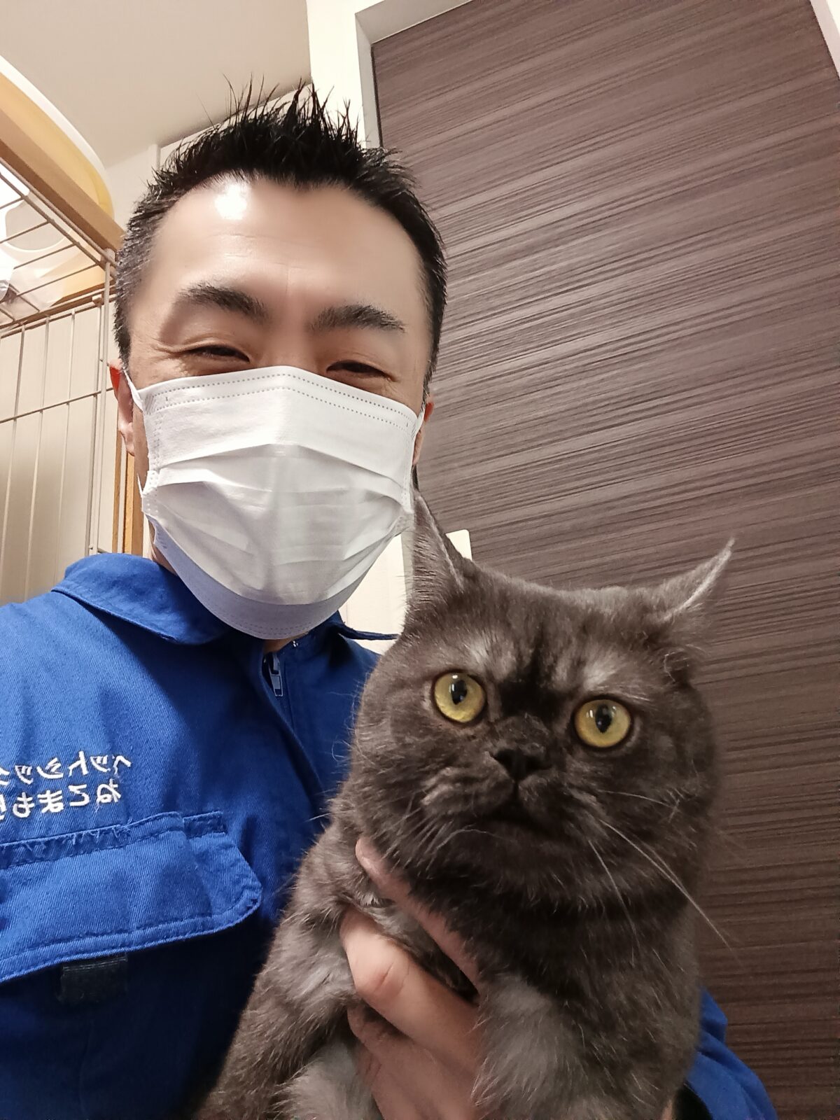 新宿区 ご新規様 ぷにゅぷにゅ感がたまらない エキゾチックショートヘアちゃん お世話レポート🐈