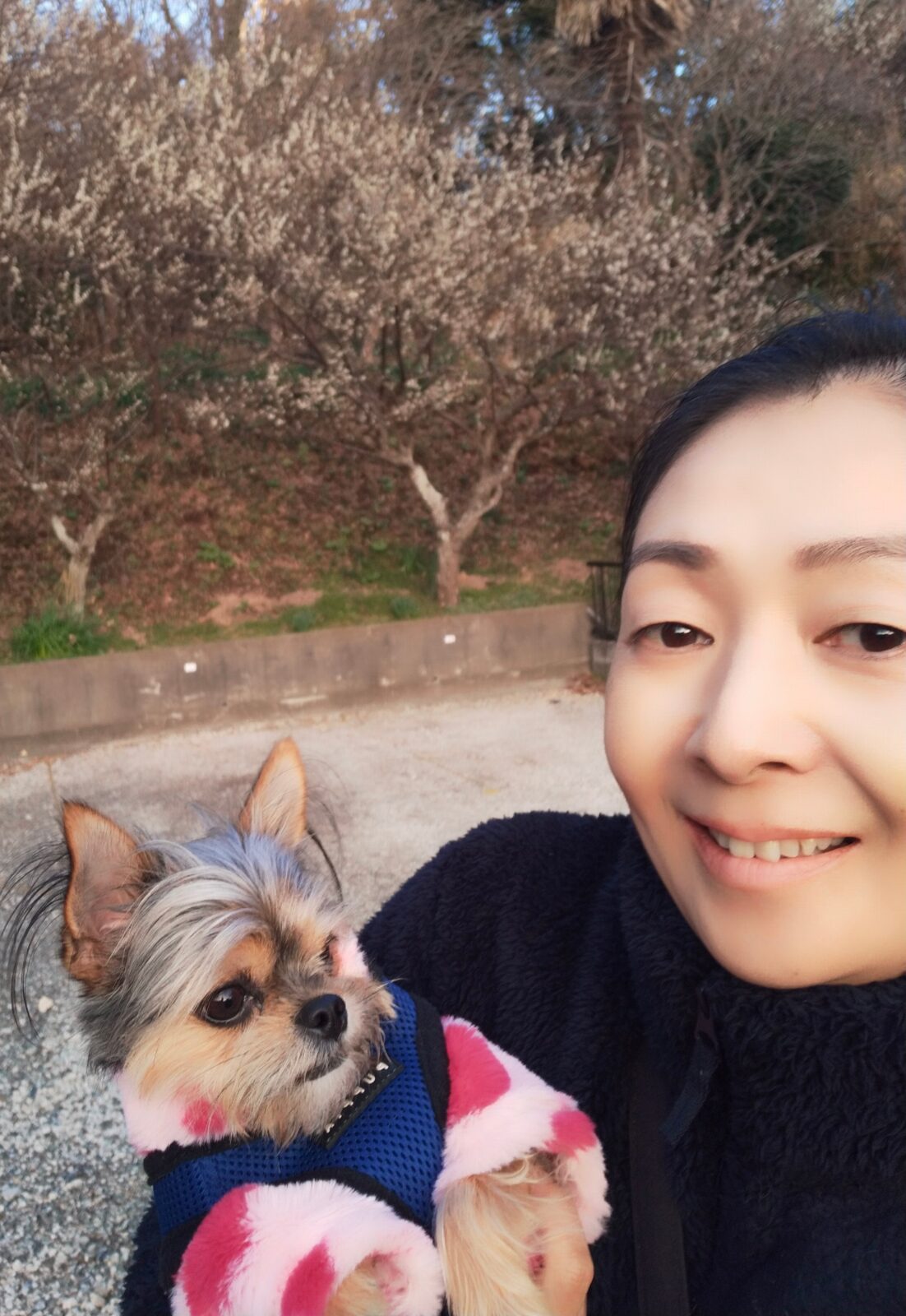 梅が綺麗です♥