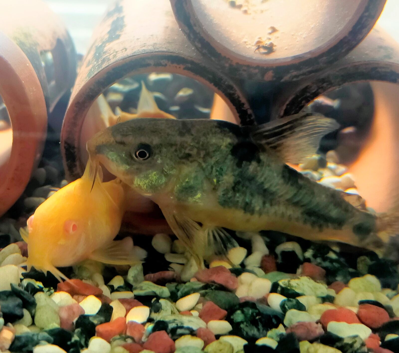 コリドラスのお世話🐟️