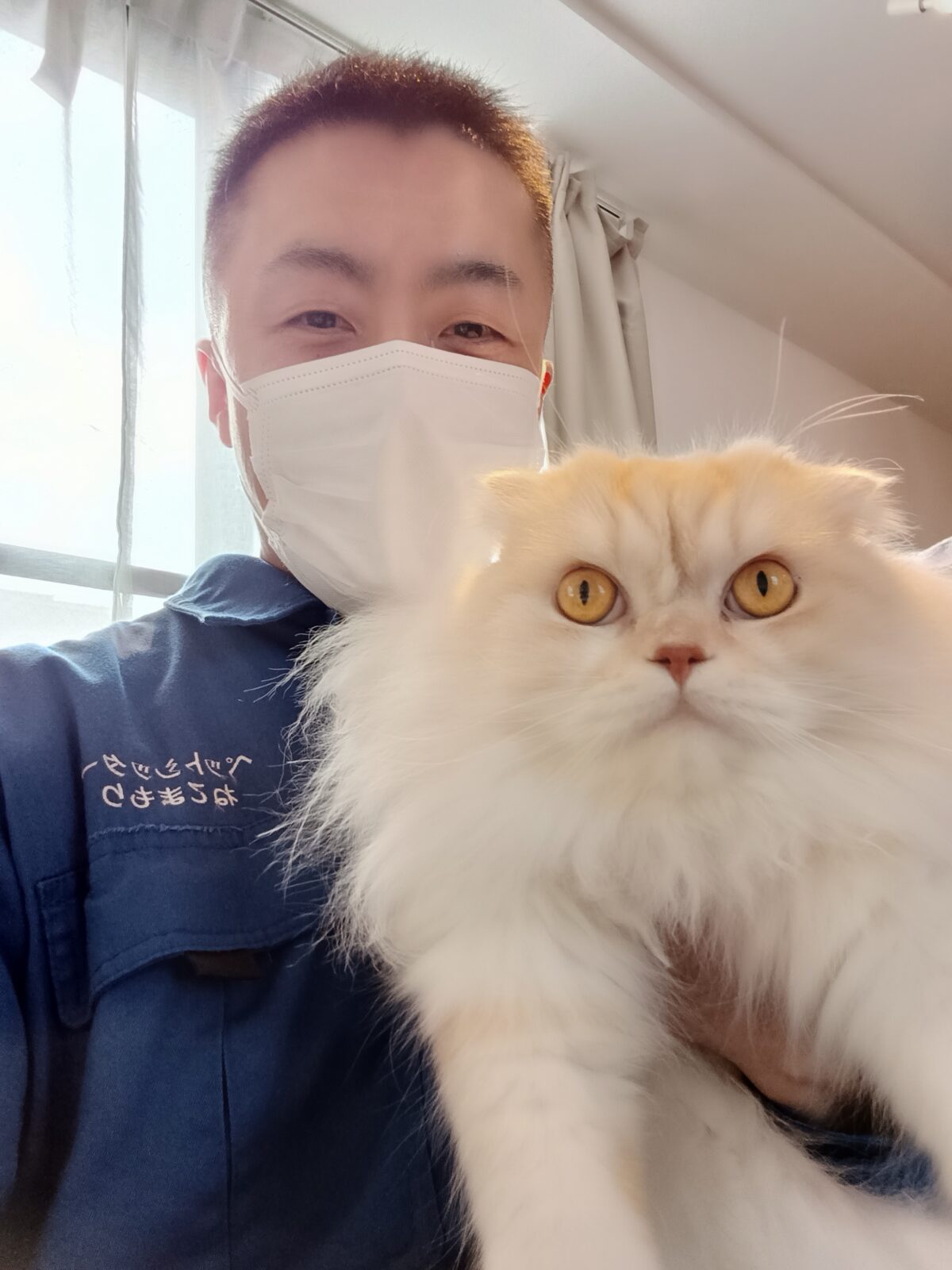 新宿区 ご新規様 ふんわ〜りわたあめみたいな スコティッシュホールドくん お世話レポート🐈