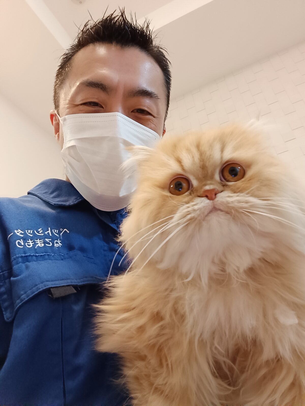 中野区 お得意様 ふわふわぁ〜ペルシャくん お世話レポート🐈