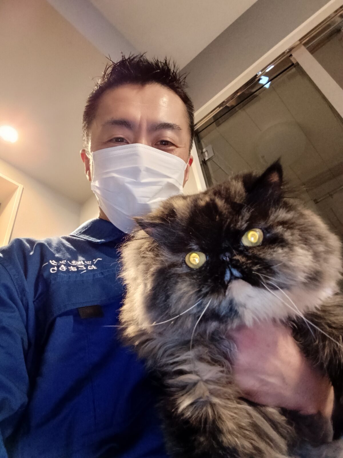 新宿区 お得意様 必ずひょこんとお座りをしてお出迎えをしてくれる エキゾチックロングヘアちゃん お世話レポート🐈