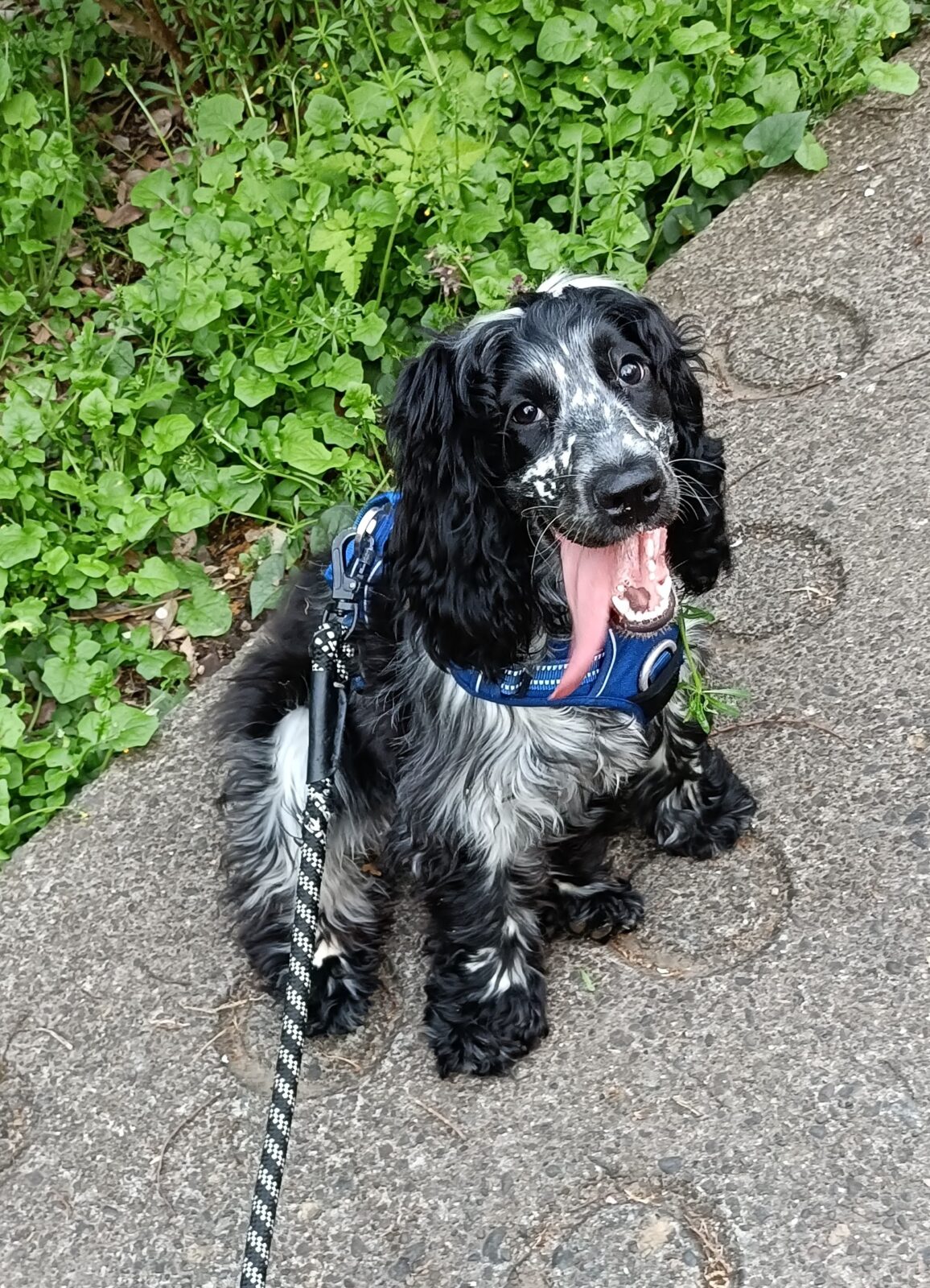 リピートの可愛い子♥