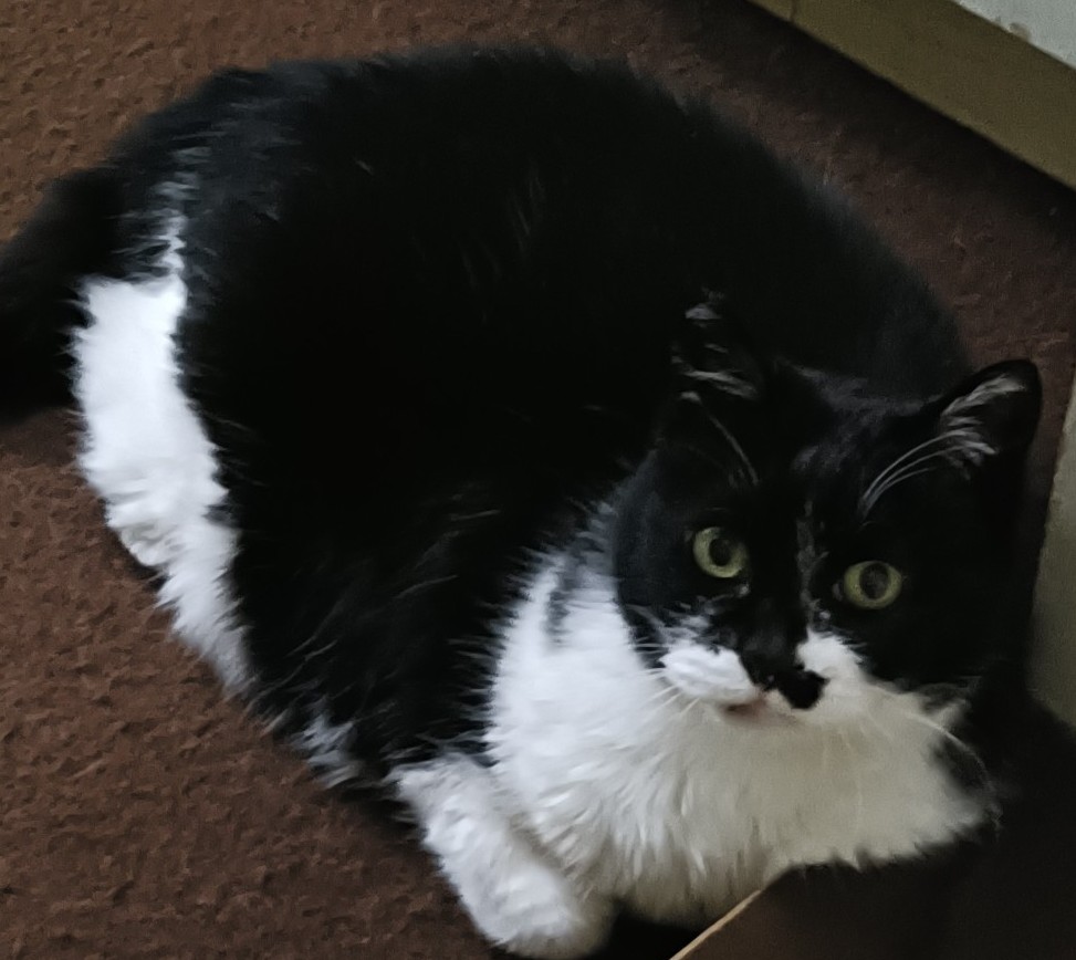 最近の我が家の猫ちゃん