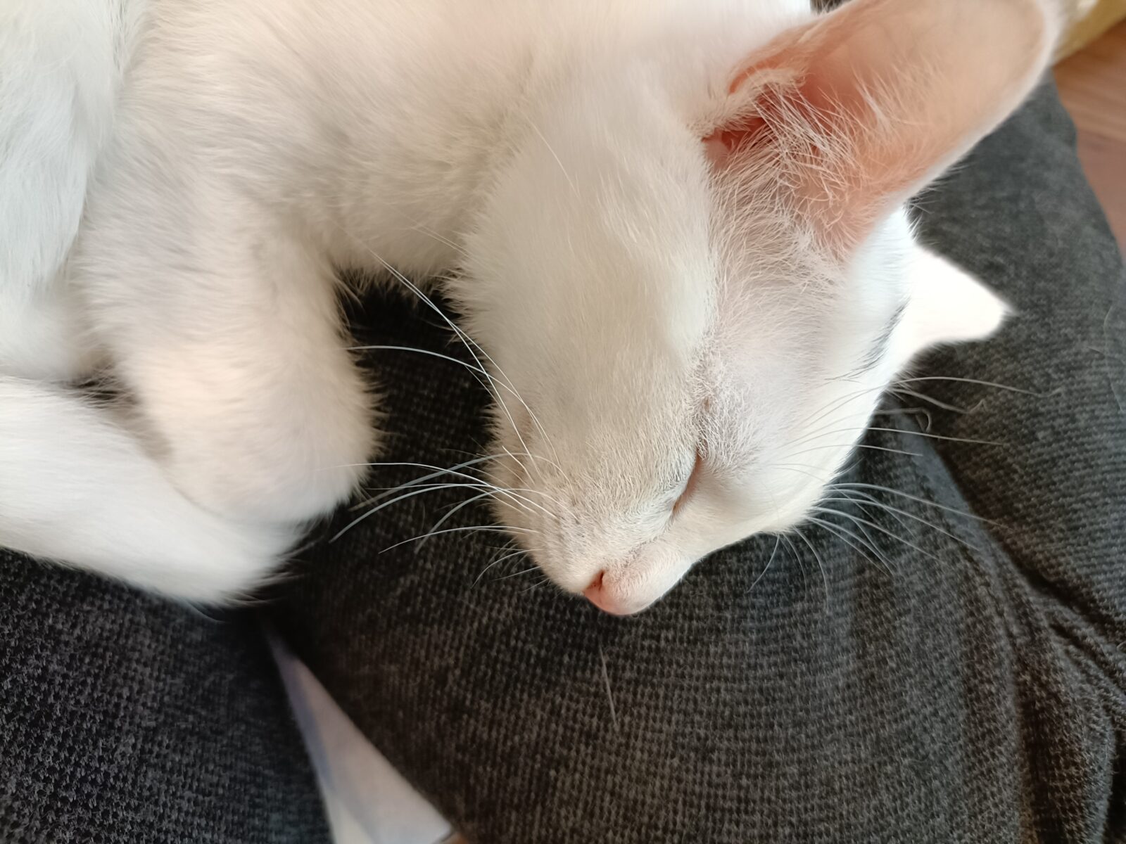 横須賀市追浜の保護猫カフェに行きました！