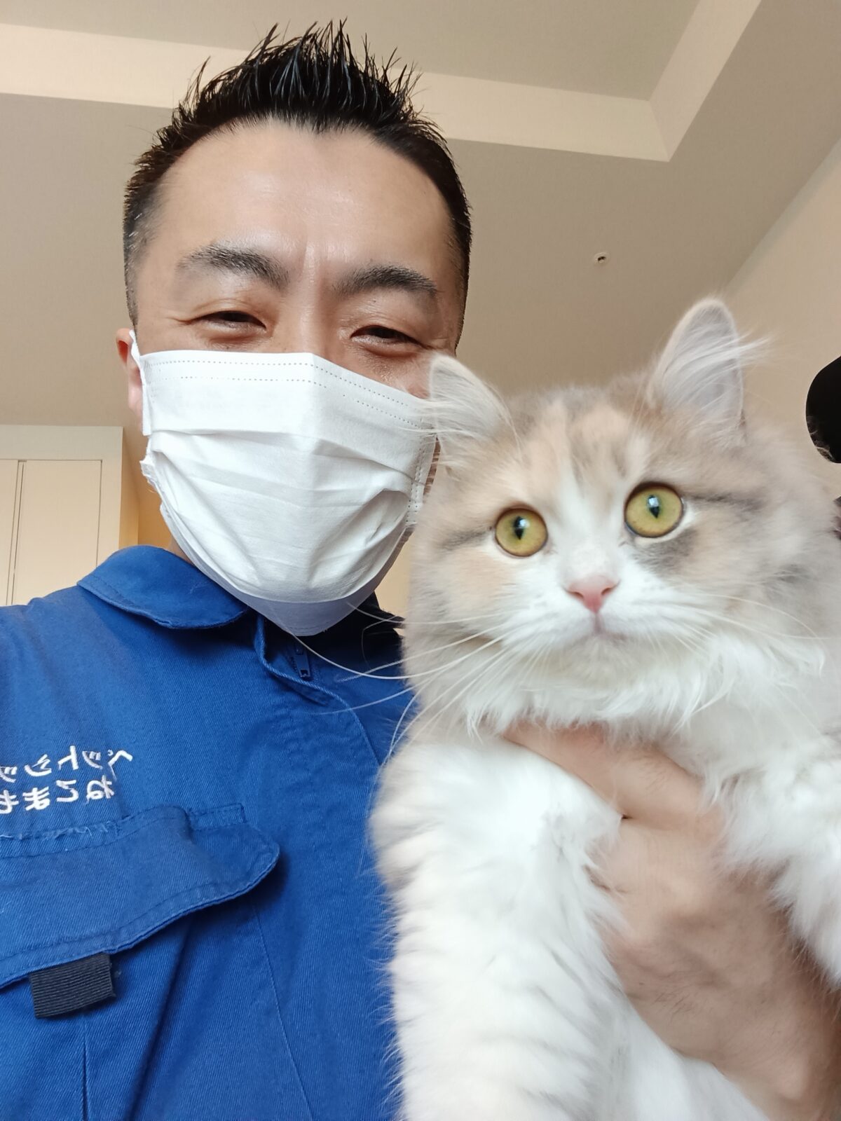 新宿区 ご新規様 まだまだ大きくなるよ〜 生後6カ月のサイベリアンちゃん お世話レポート🐈