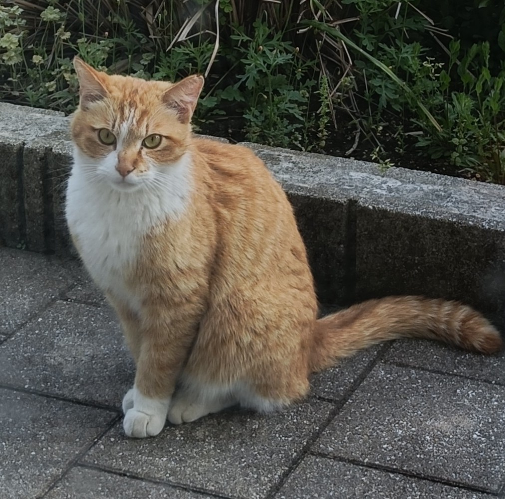 今日のお外のネコちゃん