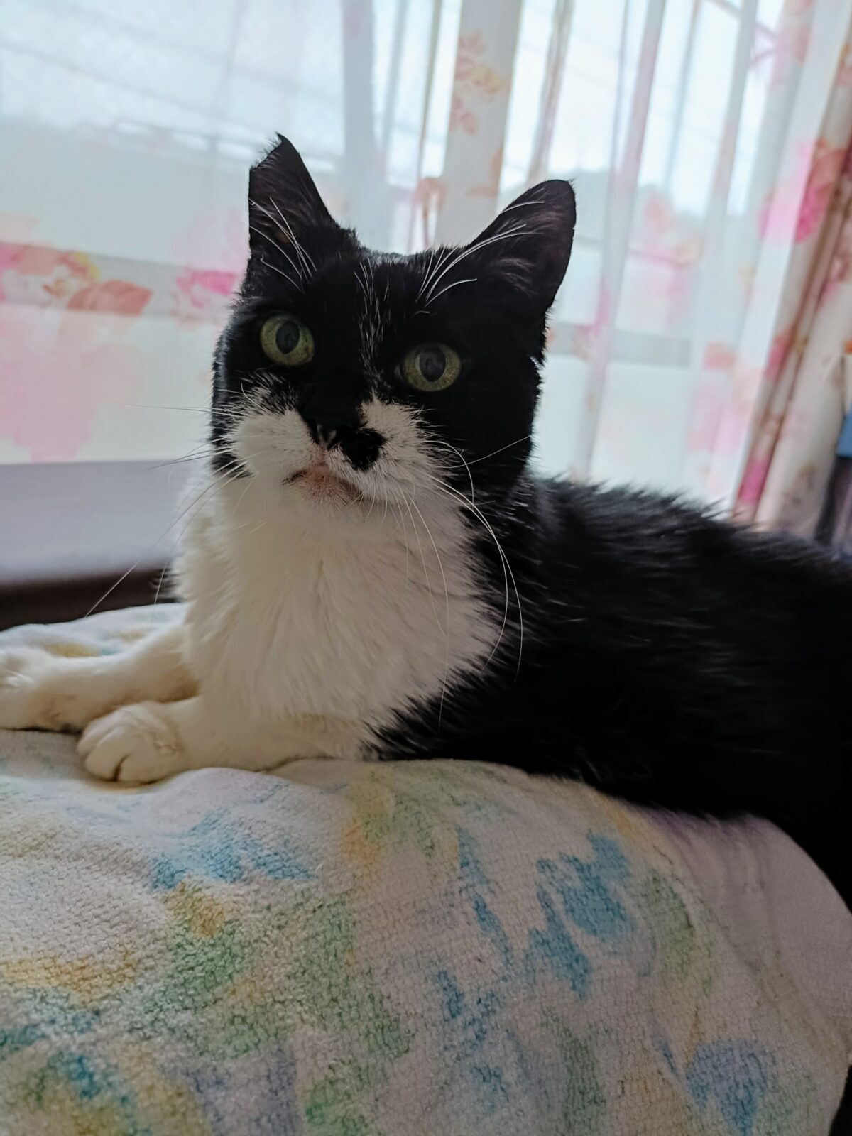 今日のうちの猫ちゃん