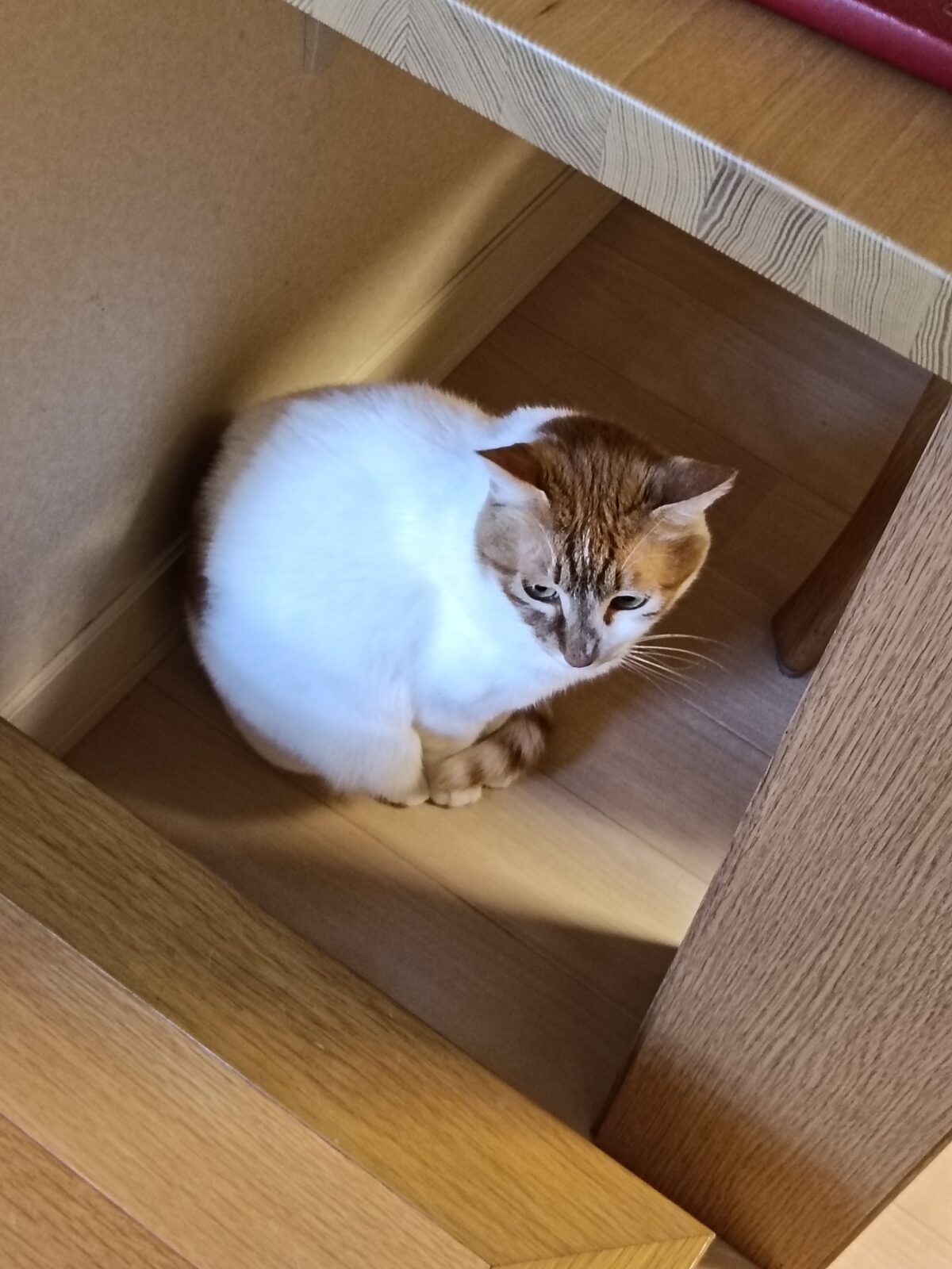 🐱横須賀のCuteなきょうだいリピート🩷