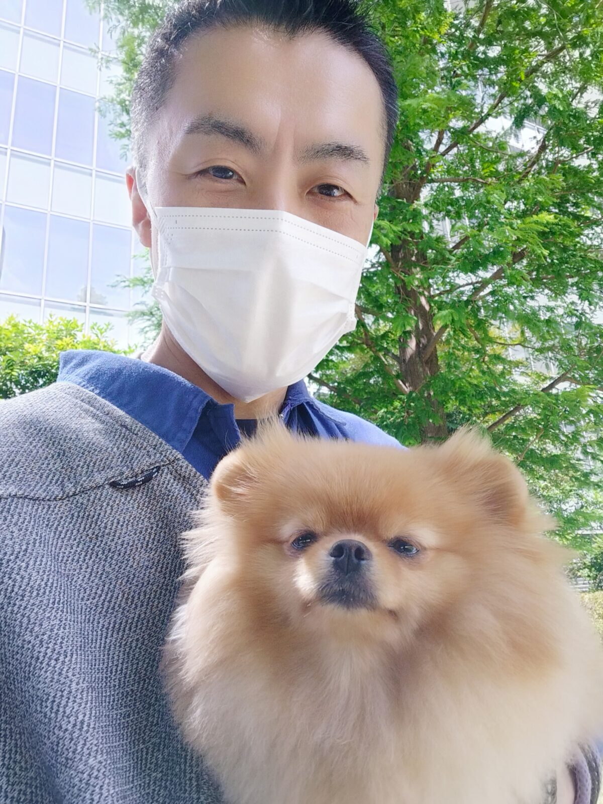 新宿区 お得意様 おねむのポメちゃん お世話レポート🐶