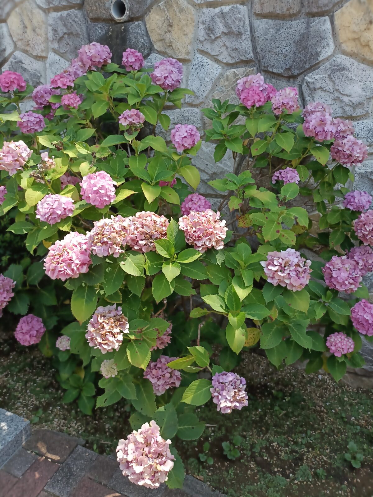 紫陽花が綺麗でした♪