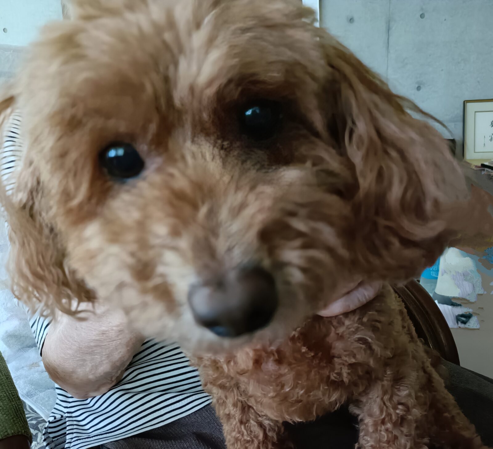 葉山の８歳の元気っこ