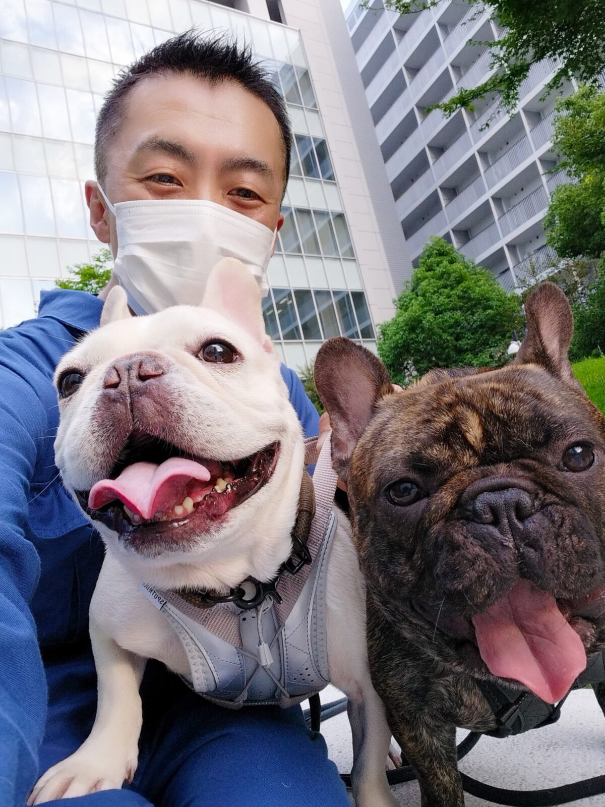 新宿区 ご新規様 ずっしり！迫力満点２匹のフレンチブルドッグくん お世話レポート🐶