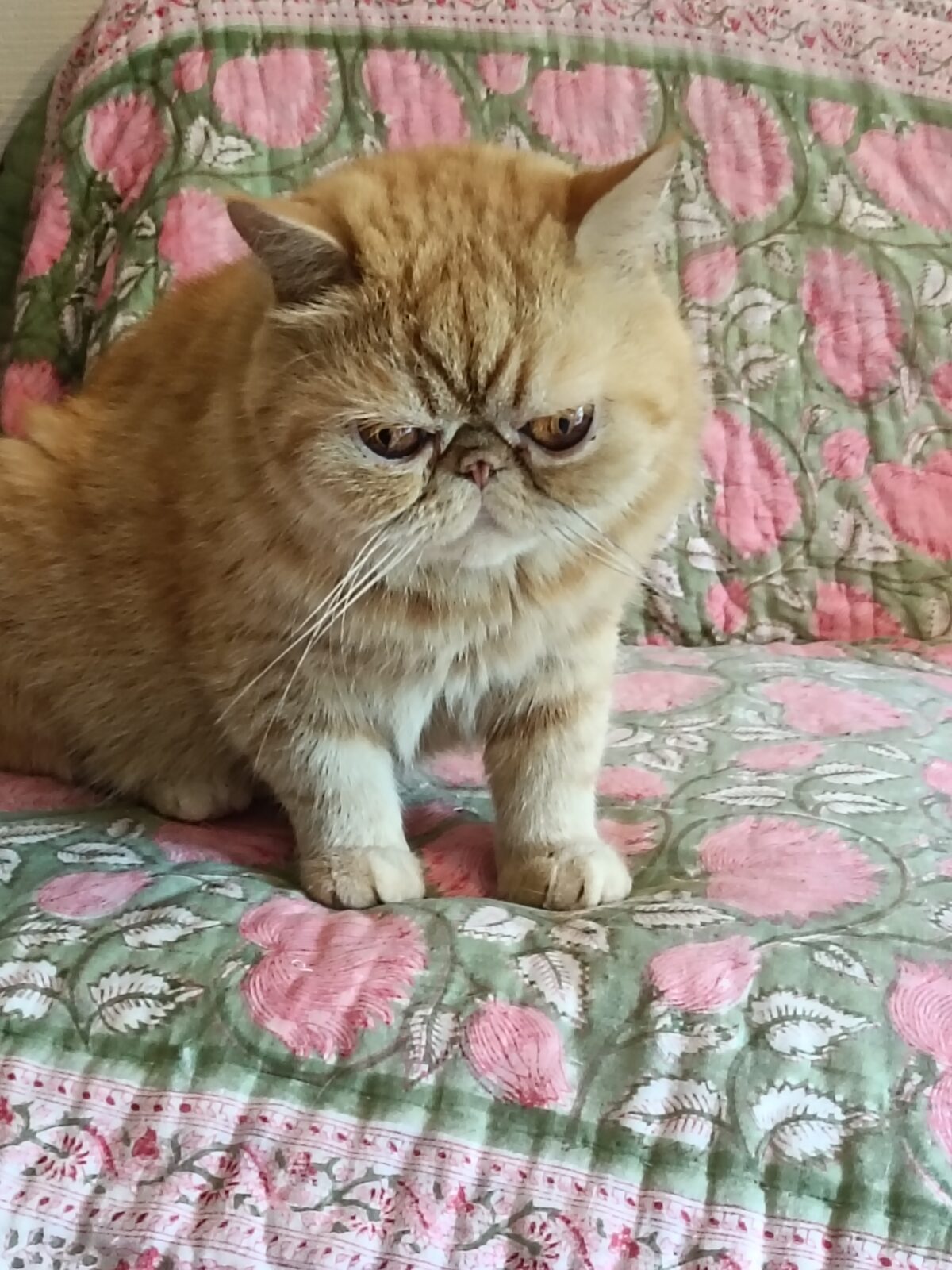 金沢区の４きょうだいのお世話