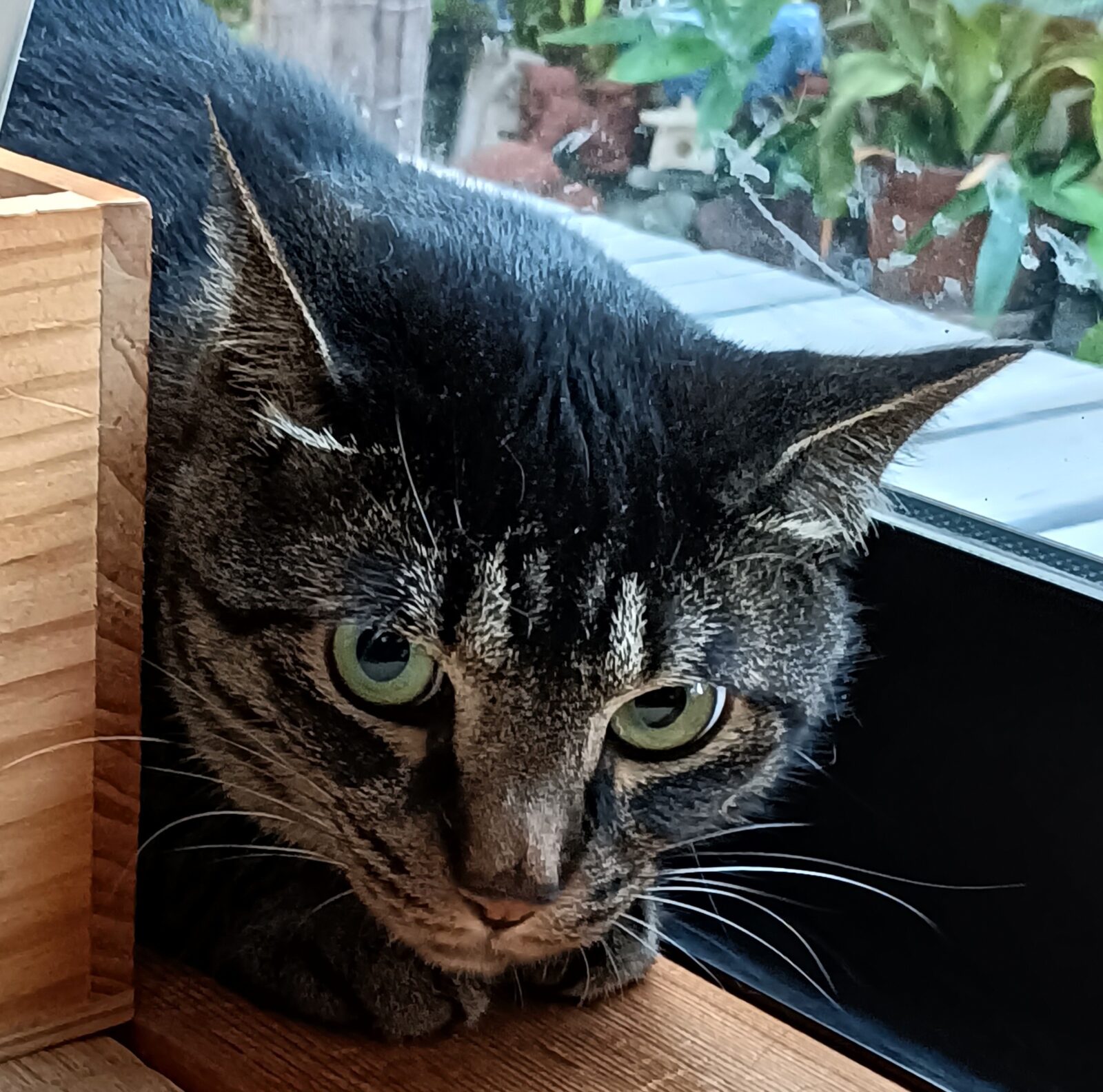 金沢区キジトラちゃん4歳♪