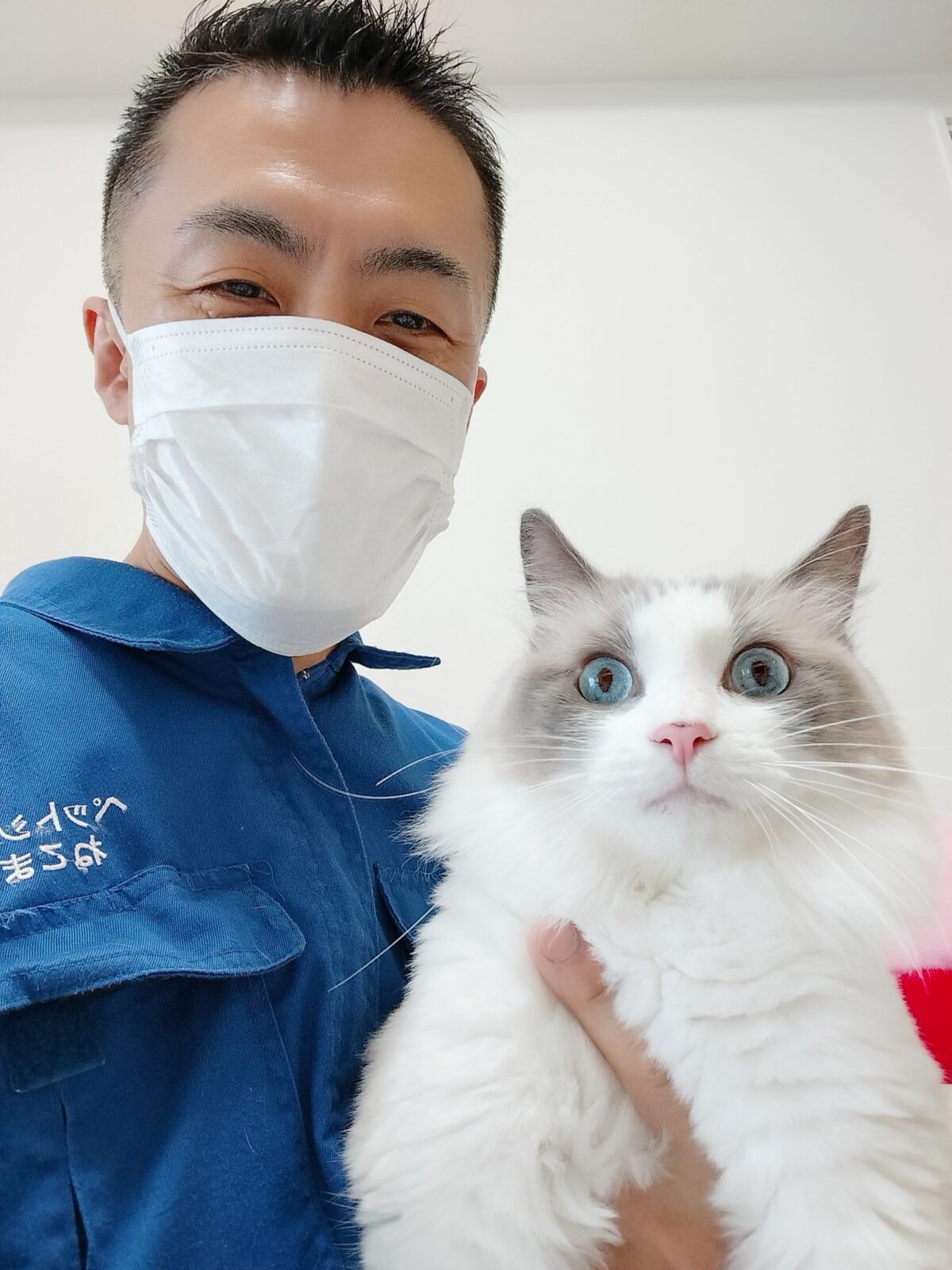 新宿区 お得意様 大きくなったね ラグドールくん お世話レポート🐈