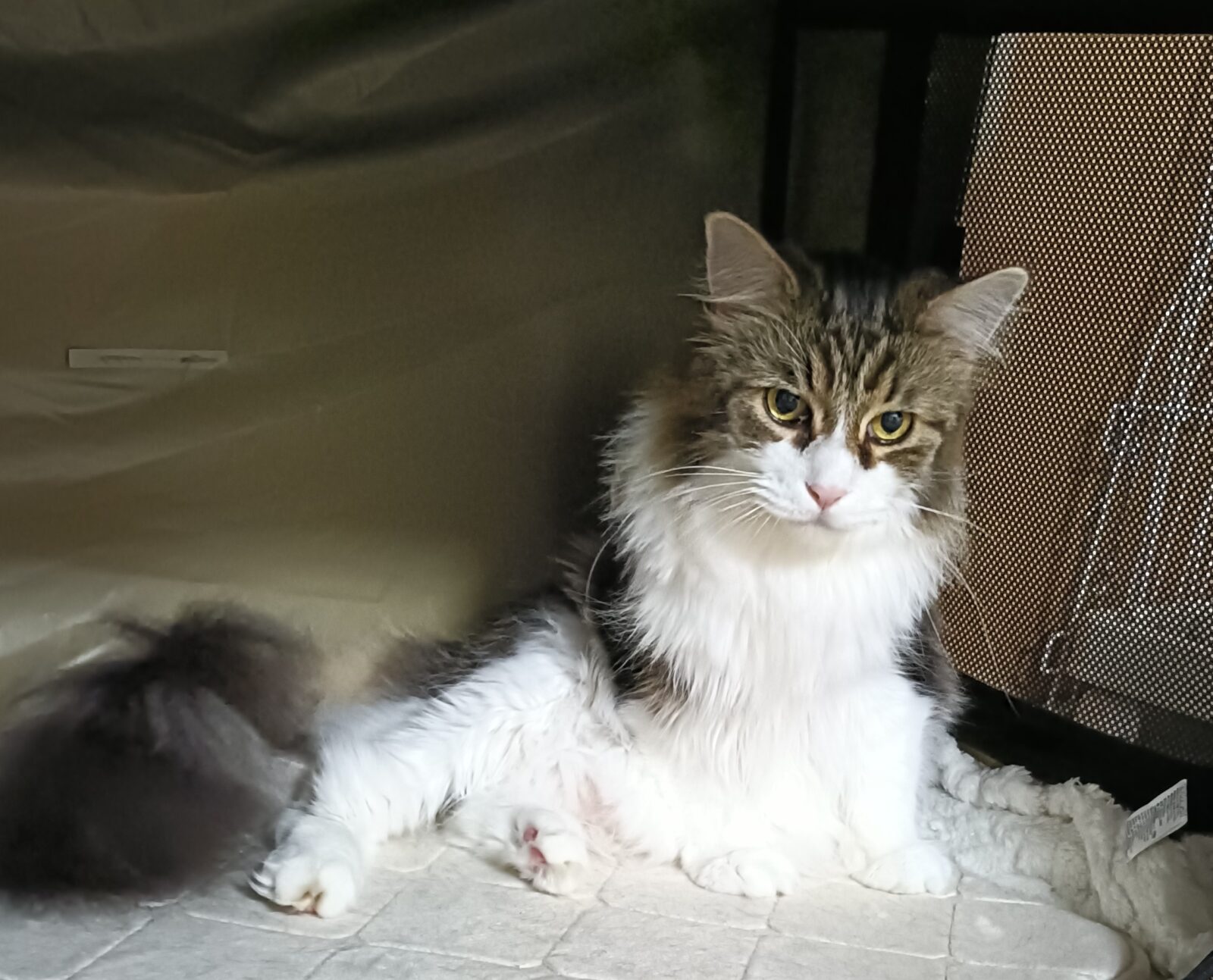 栄区の猫ちゃんのお世話♪