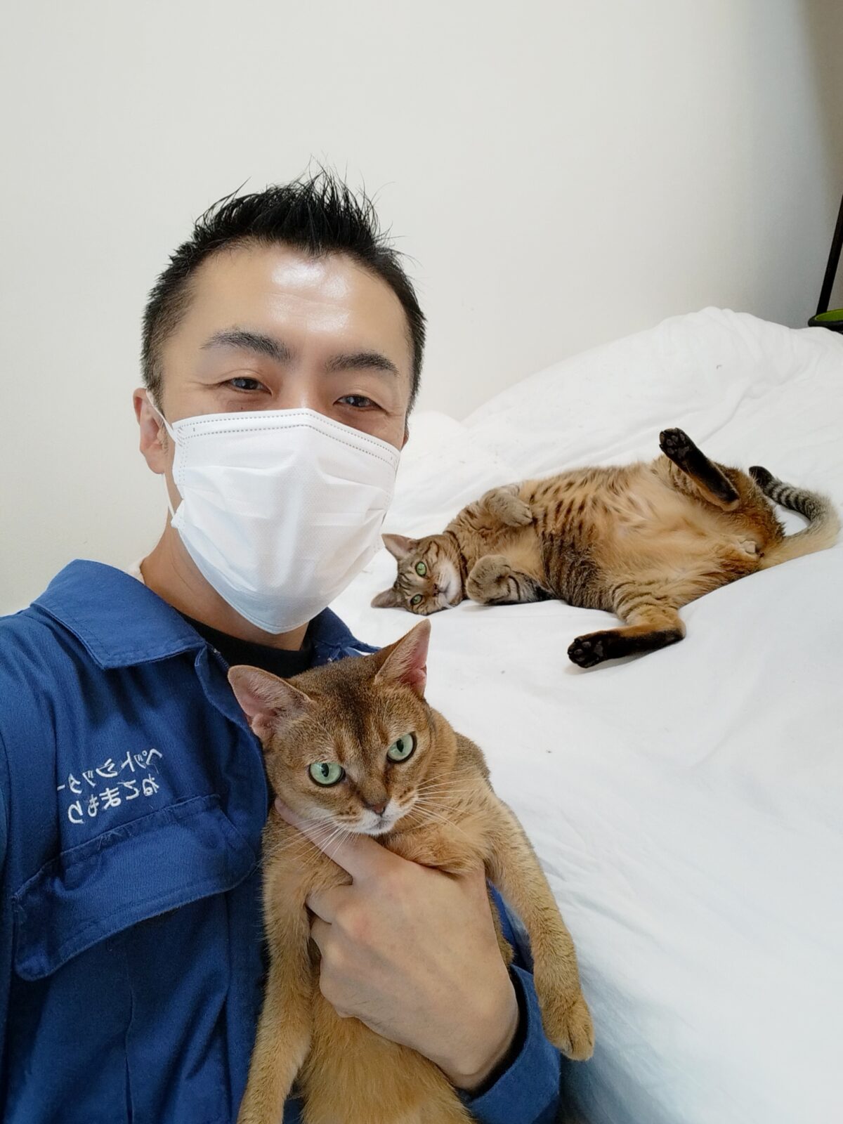 世田谷区 お得意様 アビシニアンちゃん ベンガルちゃん お世話レポート🐈