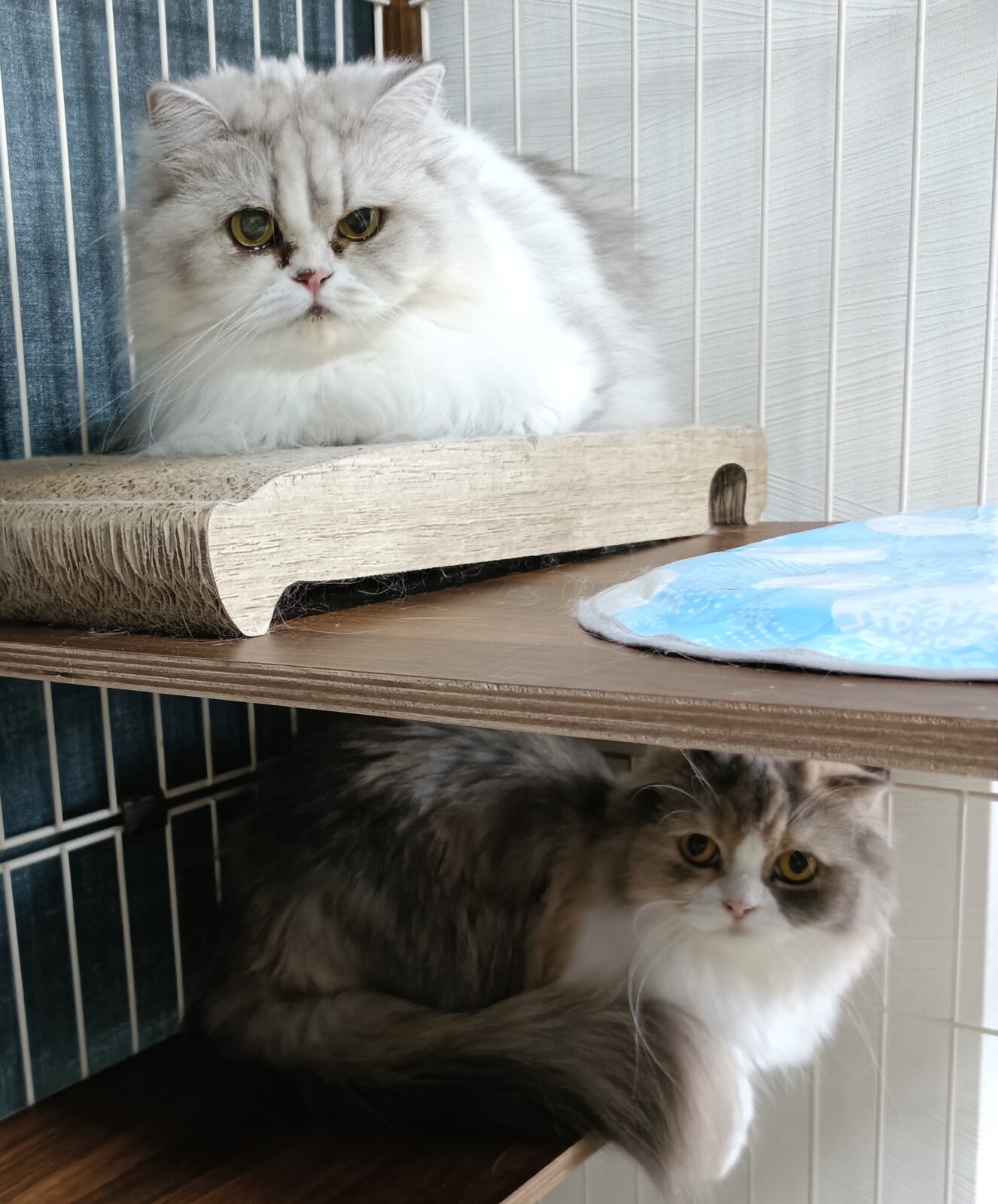 逗子の可愛い親子猫ちゃん