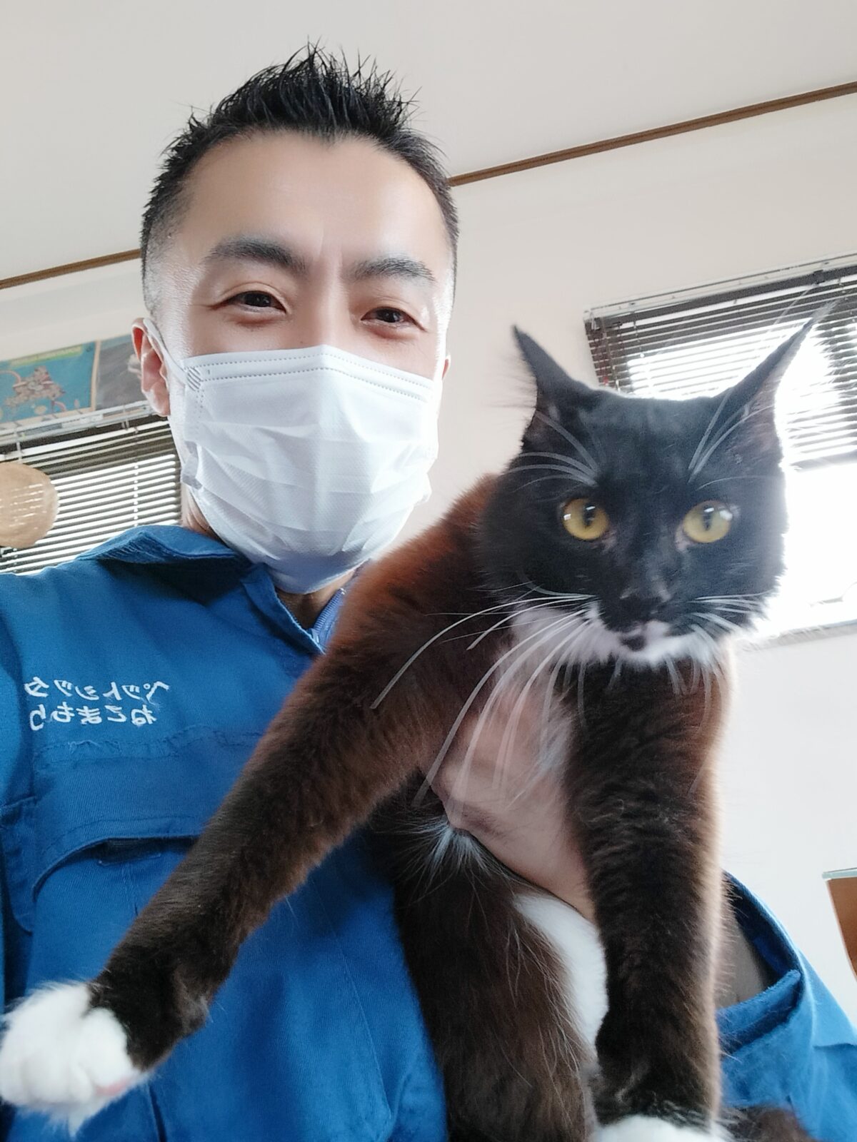 新宿区 お得意様 ブラッシング大好き過ぎの黒白ニャンちゃん お世話レポート🐈