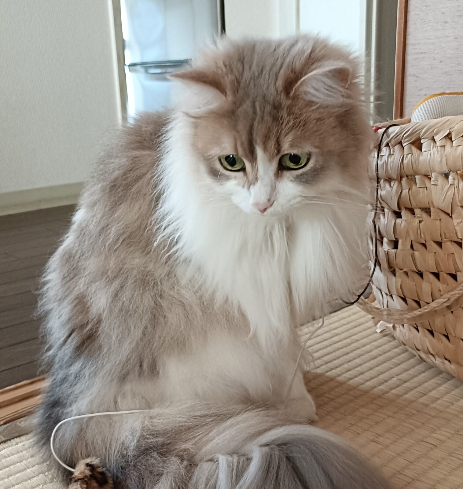 金沢区サイベリアンの美少女🩷