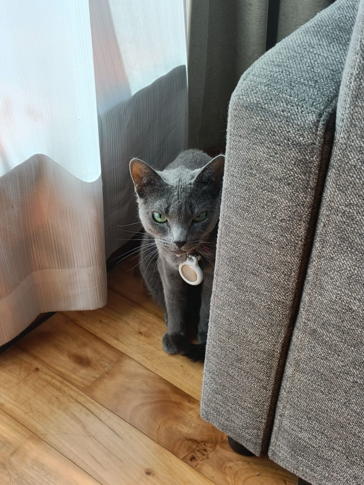 逗子ロシアンブルー１１歳の女の子