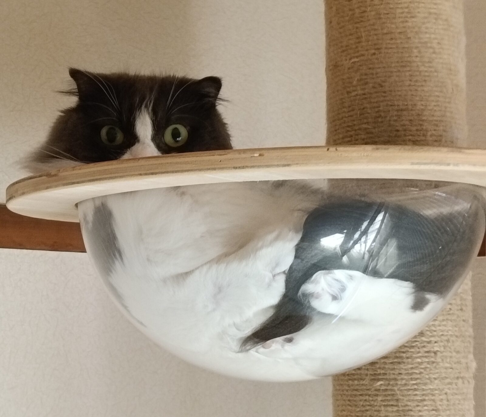 金沢区アメリカンカール４歳スコティッシュフォールド３歳のボーイズ