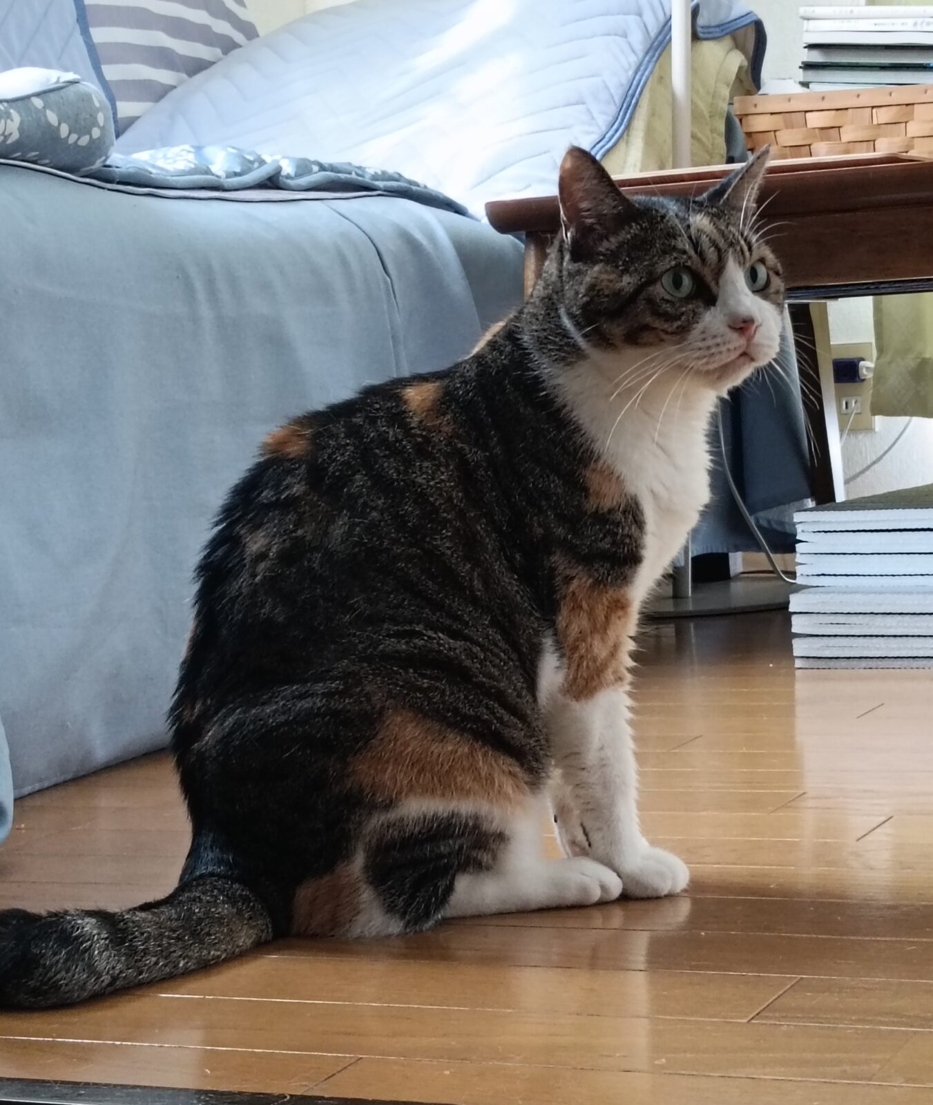 逗子市ちょっと怖がりな美猫ちゃん