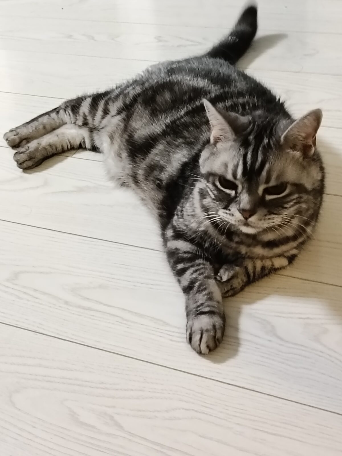 金沢区アメリカンショートヘアヘアの男の子１６歳💚