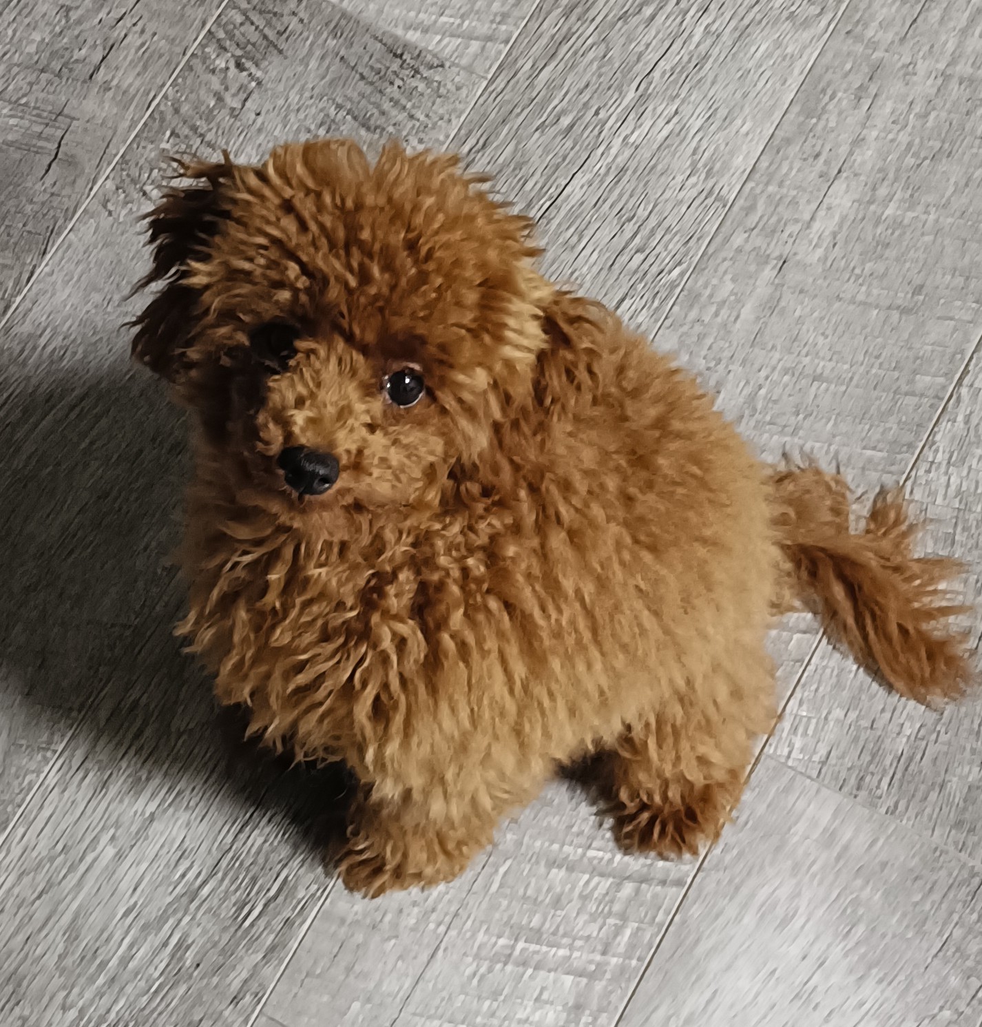 逗子のおチビなトイプードル