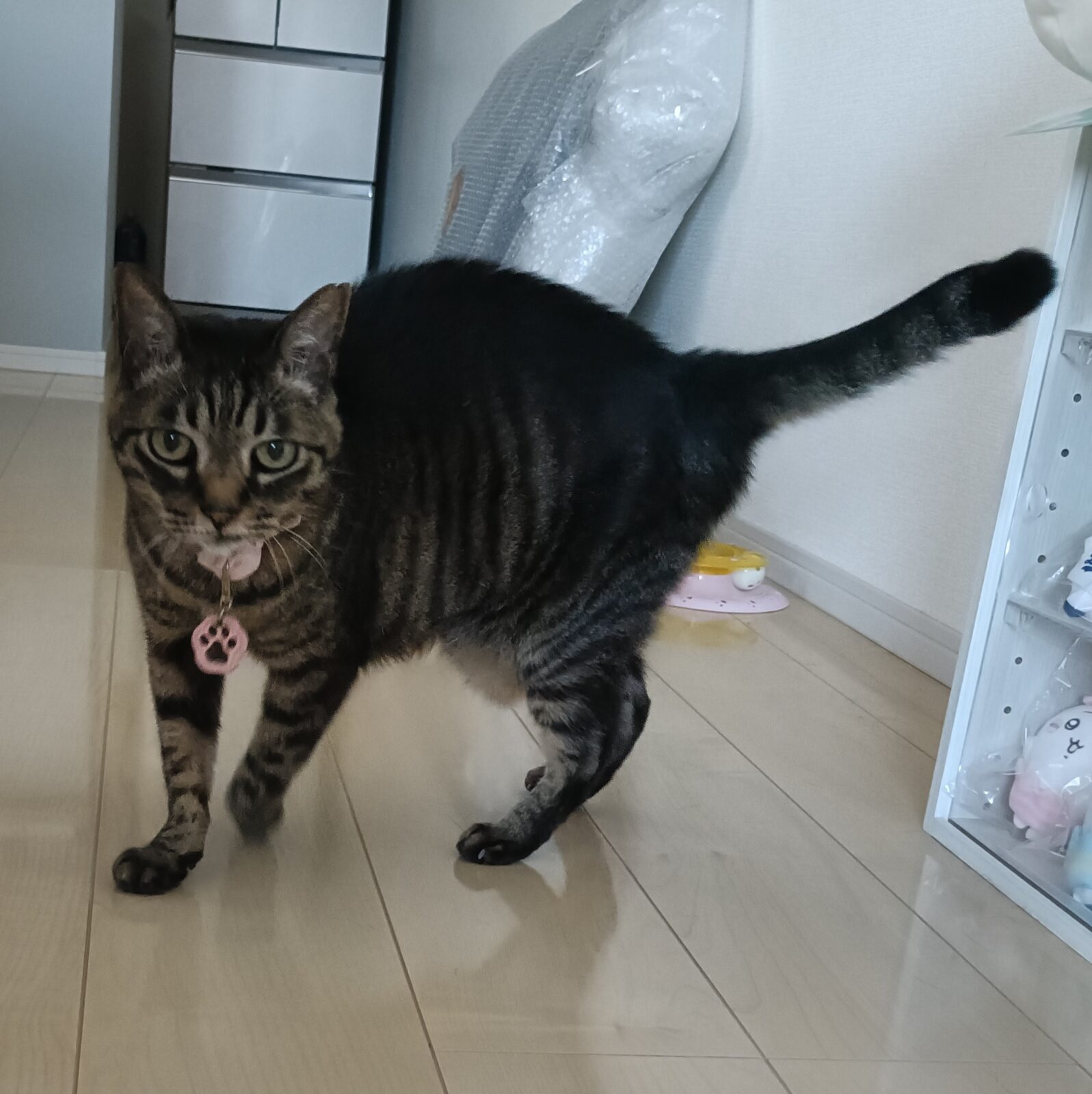 金沢区１１歳の癒し猫ちゃん💚